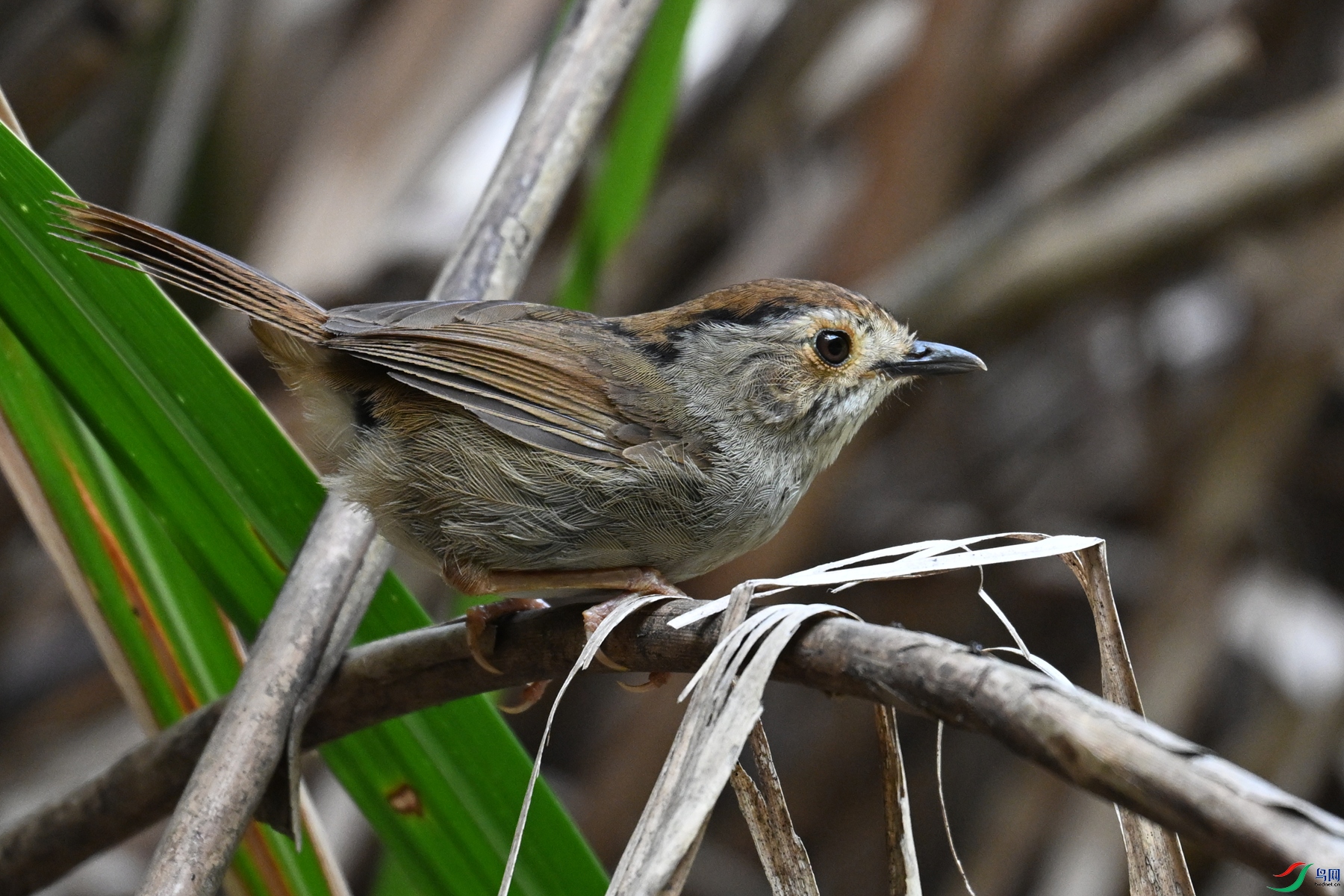 DSC_0369.JPG