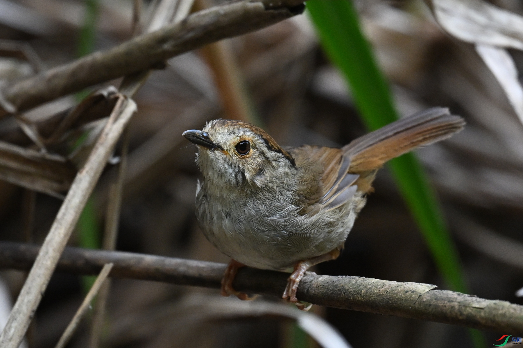 DSC_0387.JPG
