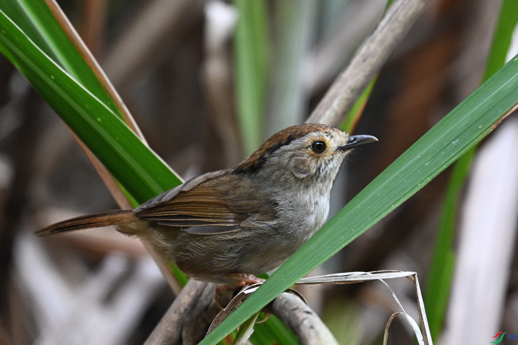 DSC_0335.JPG