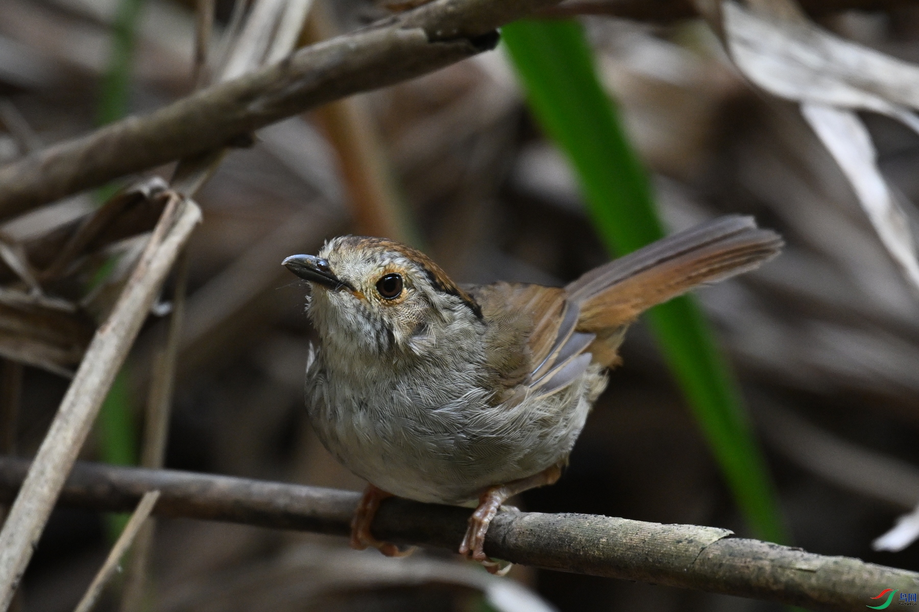 DSC_0389.JPG