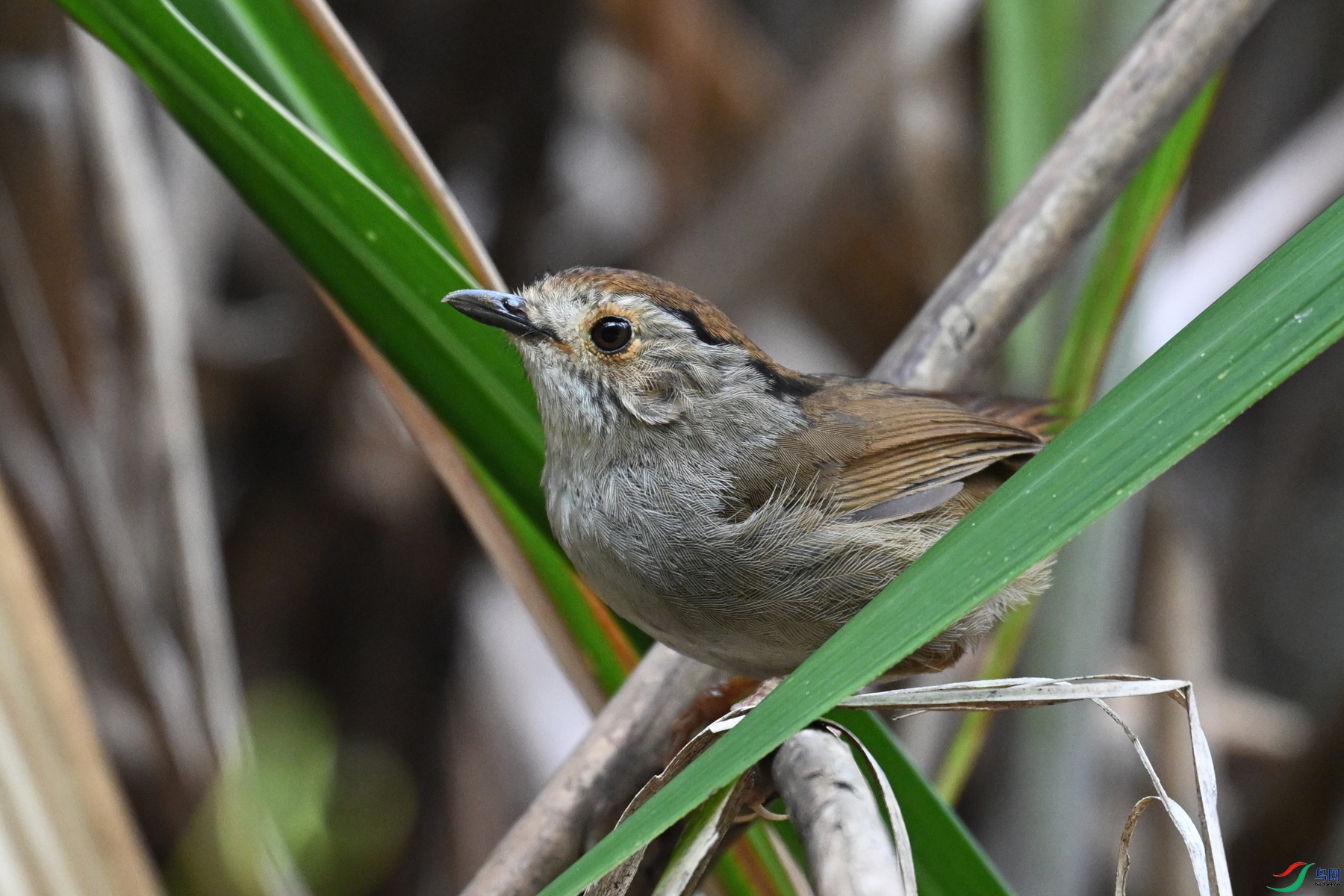 DSC_0338.JPG