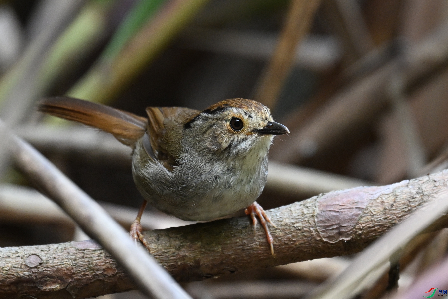 DSC_0375.JPG