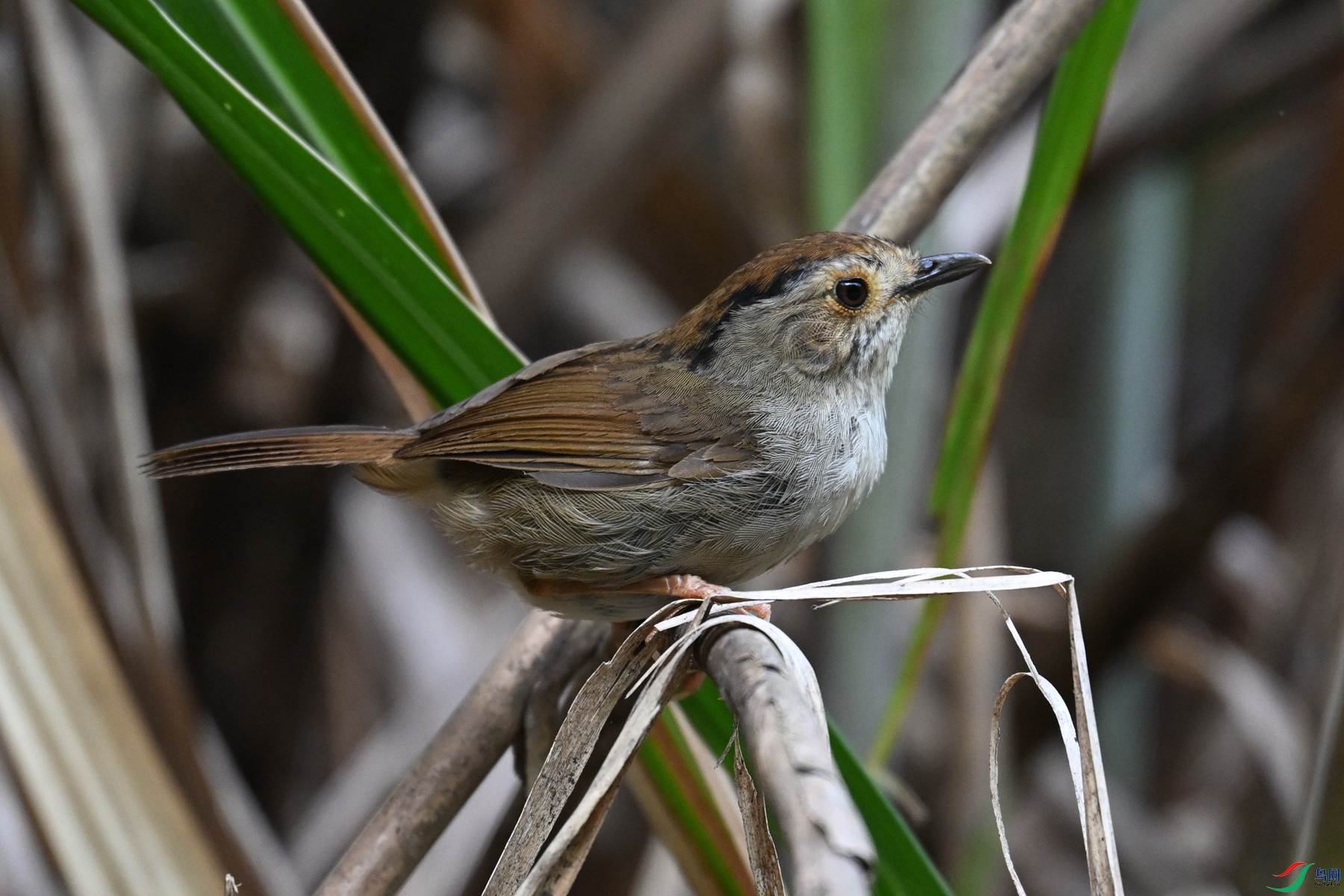 DSC_0344.JPG