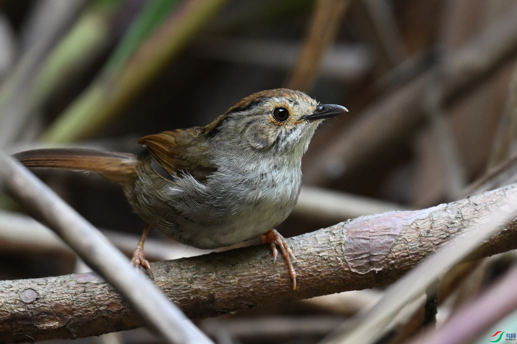 DSC_0382.JPG