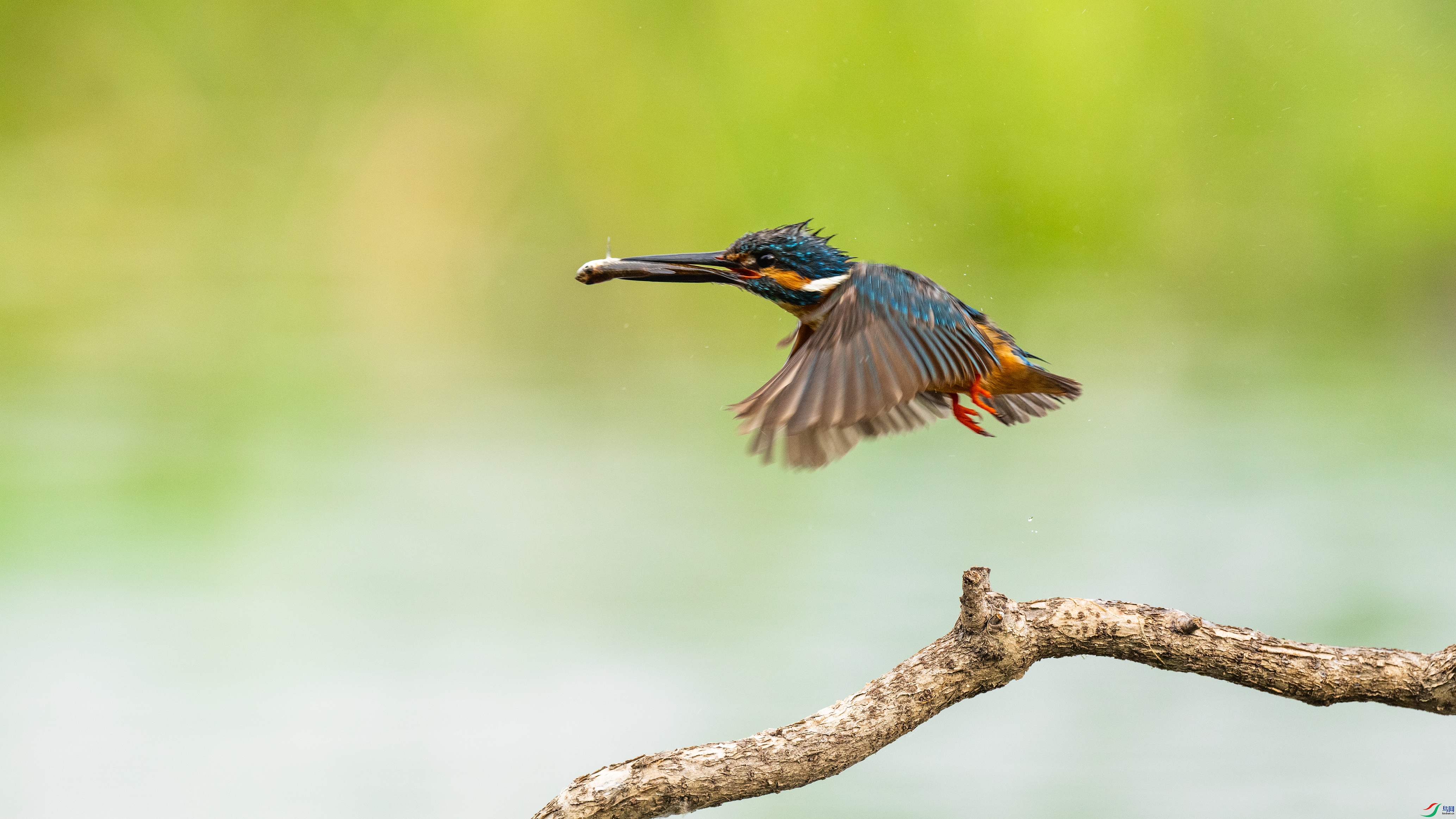 DSC_7003-1.jpg