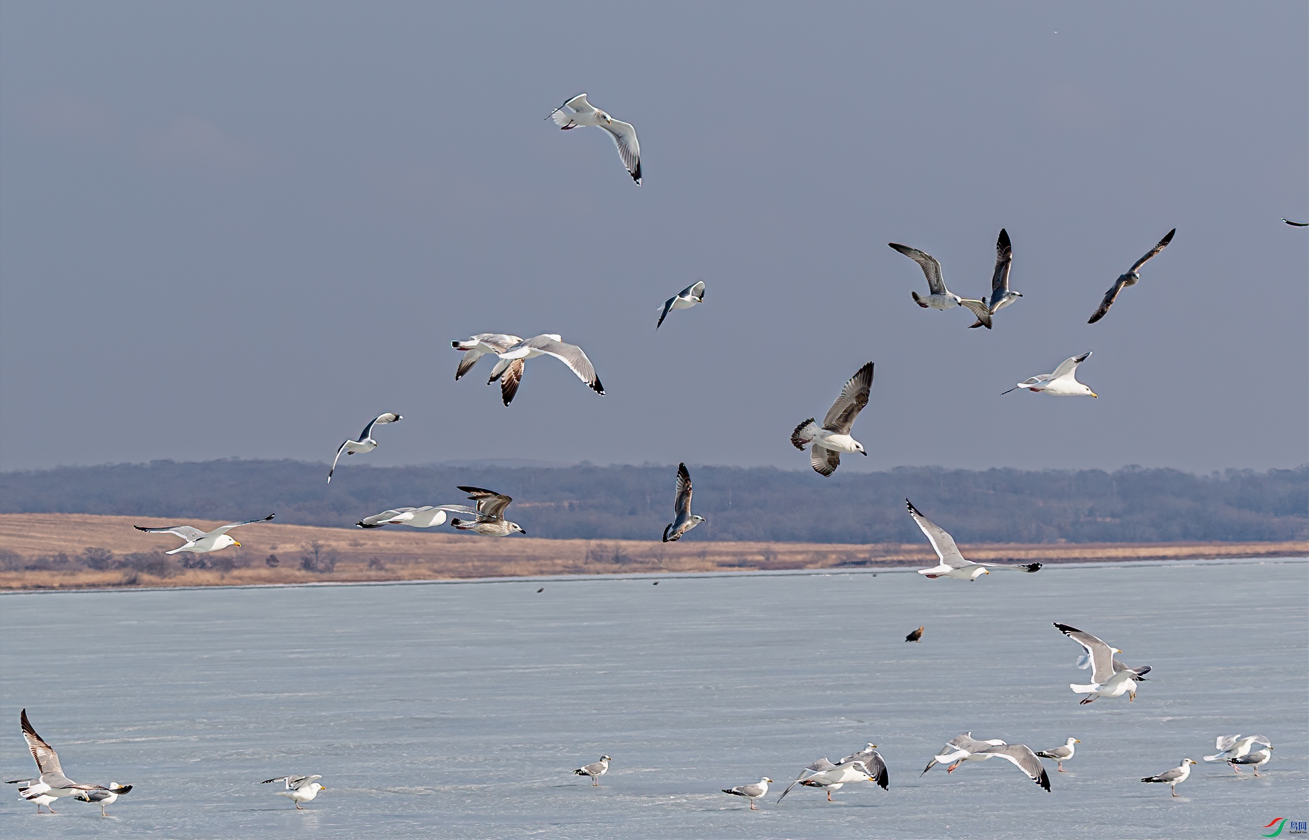 DSC_0546-1.jpg