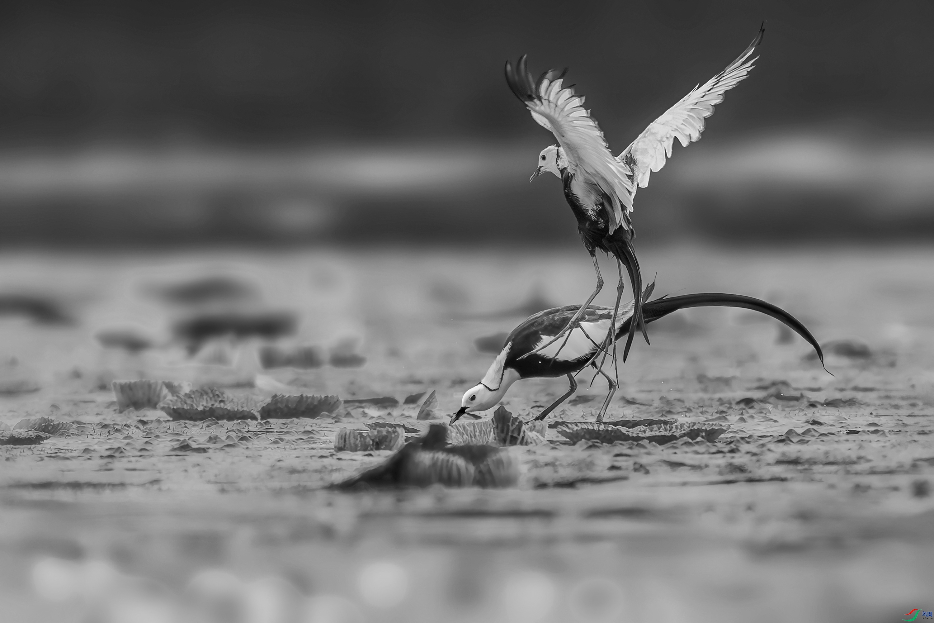CQ0I8114h.jpg