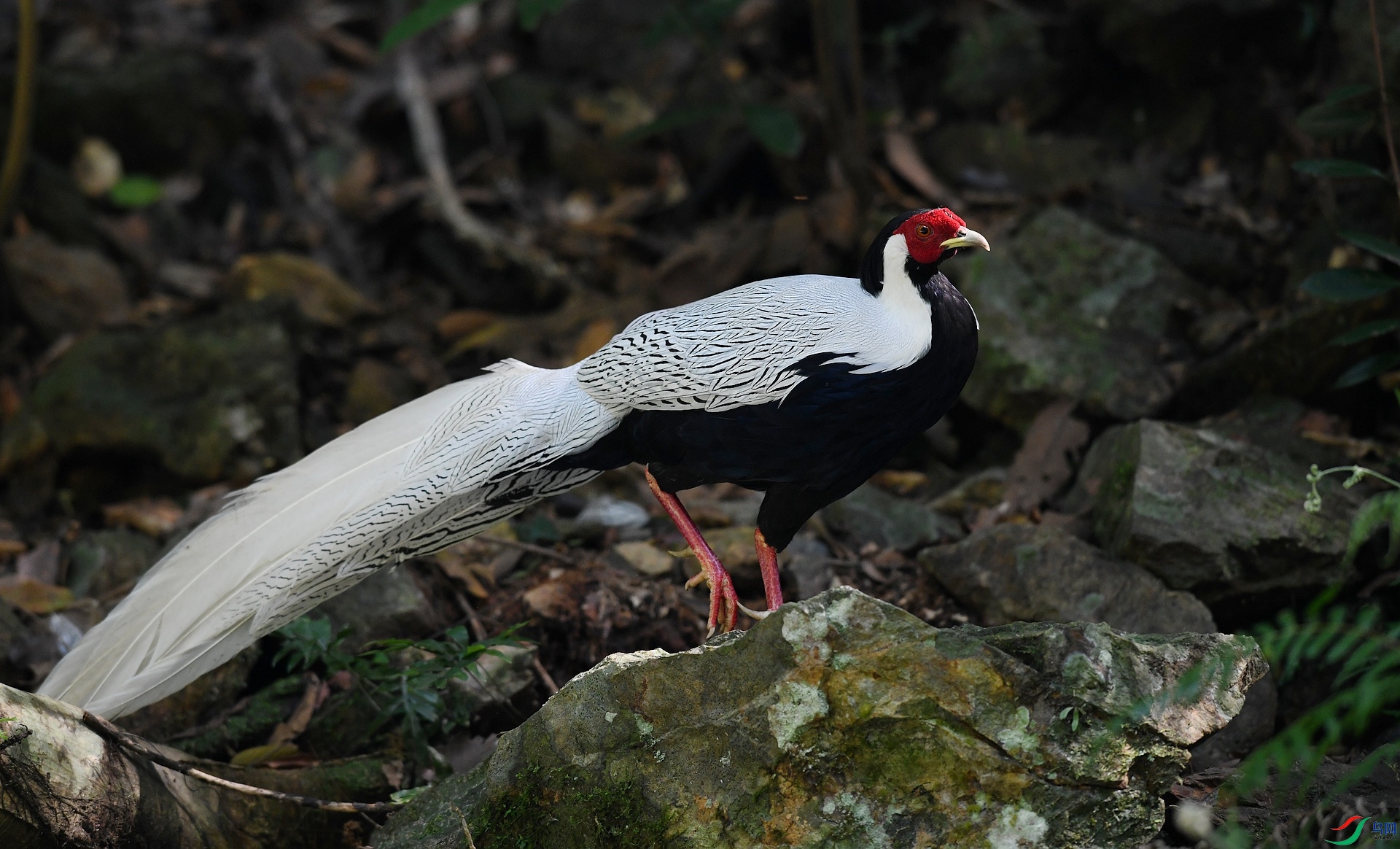 DSC_7707.jpg
