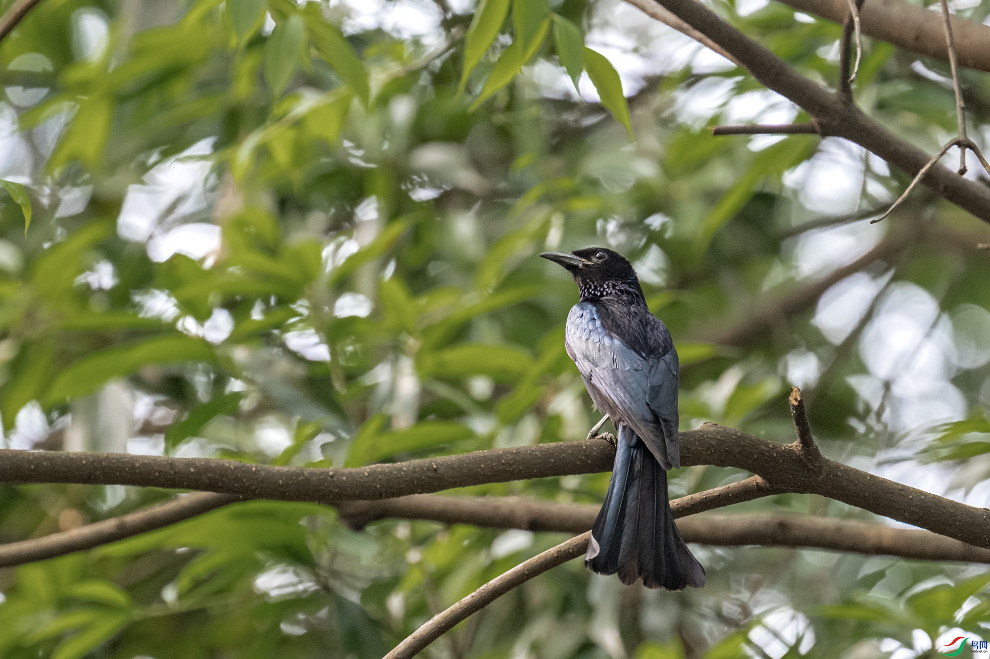 DSC_9621.jpg