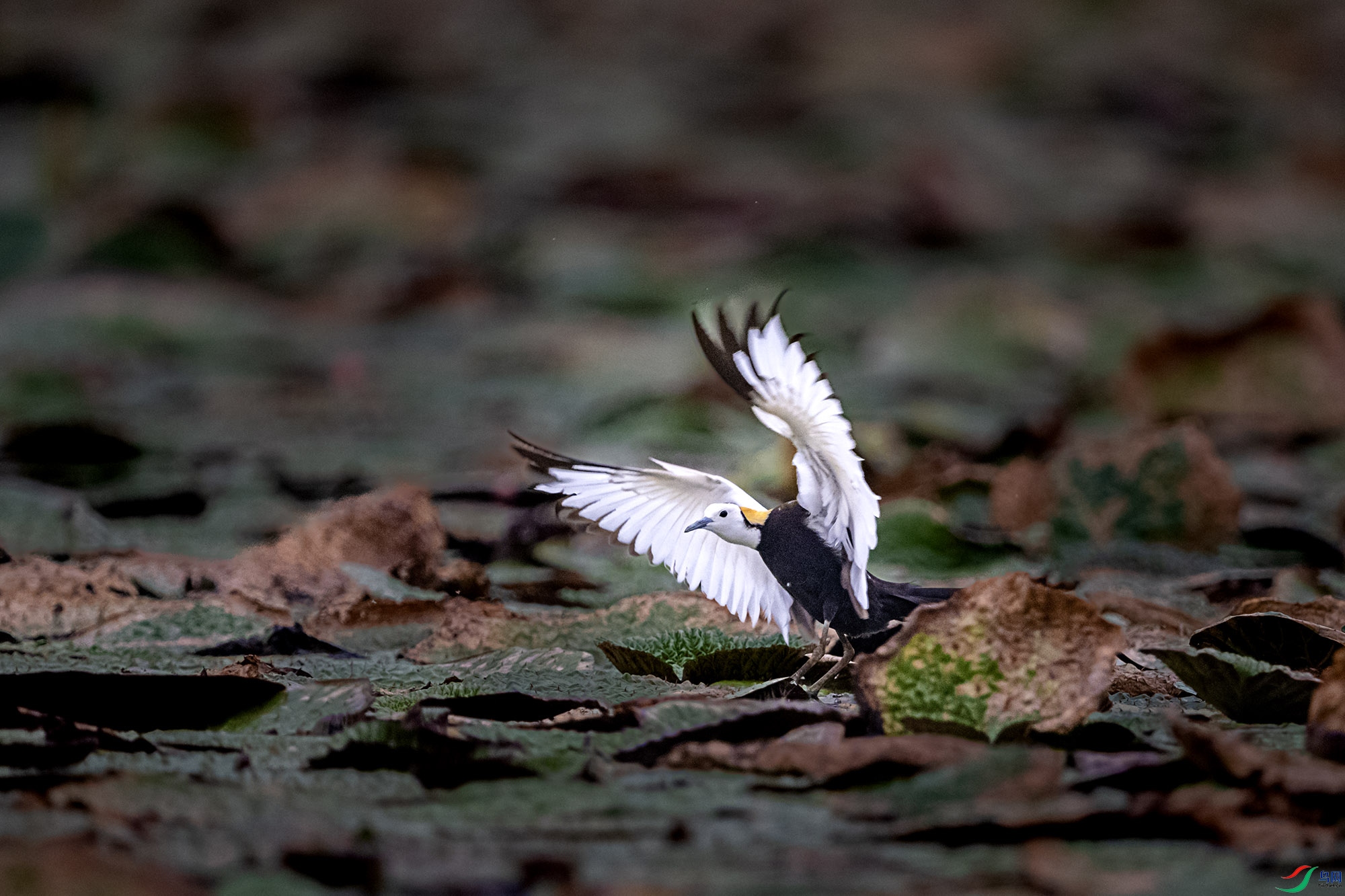 DSC_0645.jpg