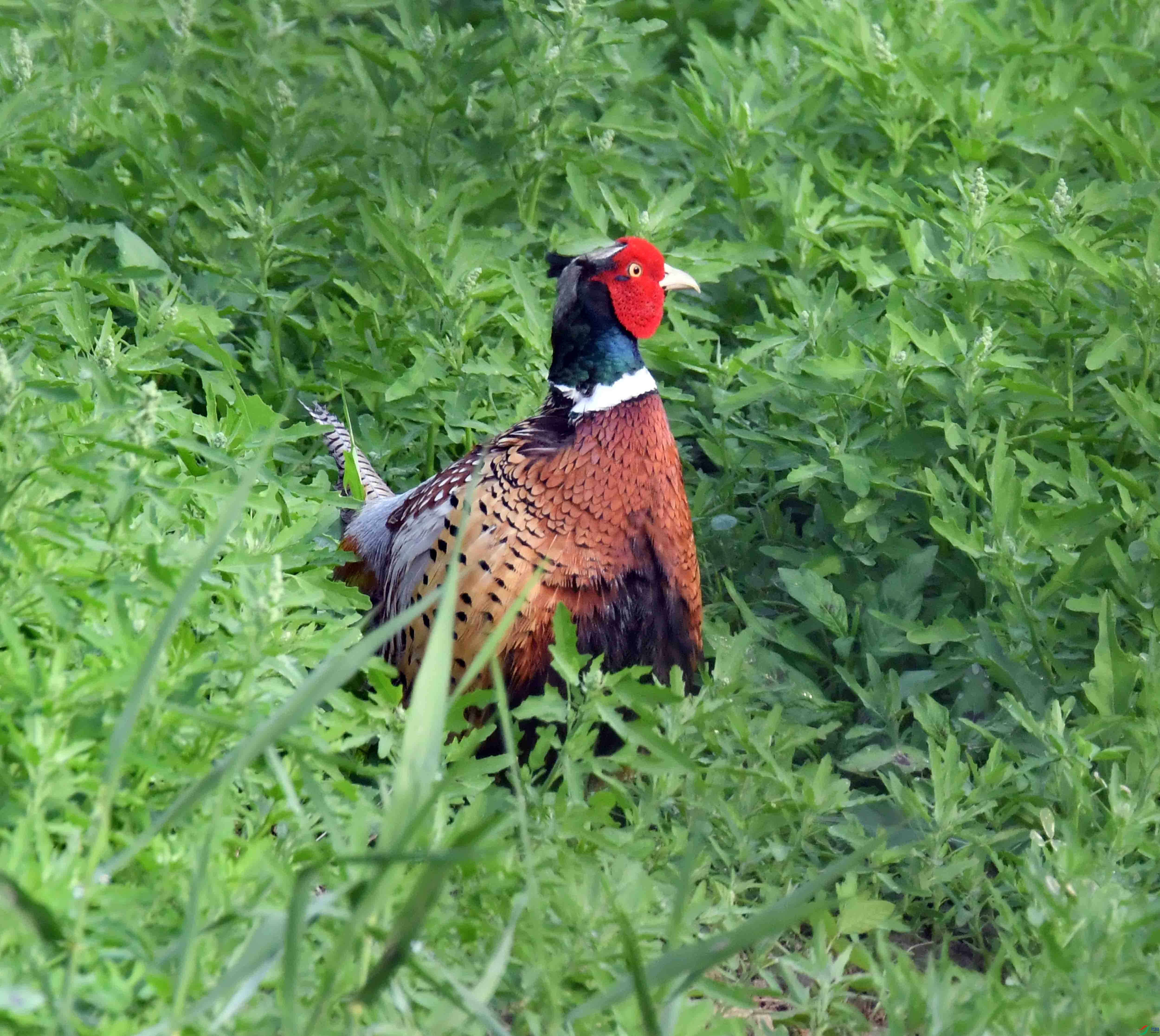 DSC_4029.JPG