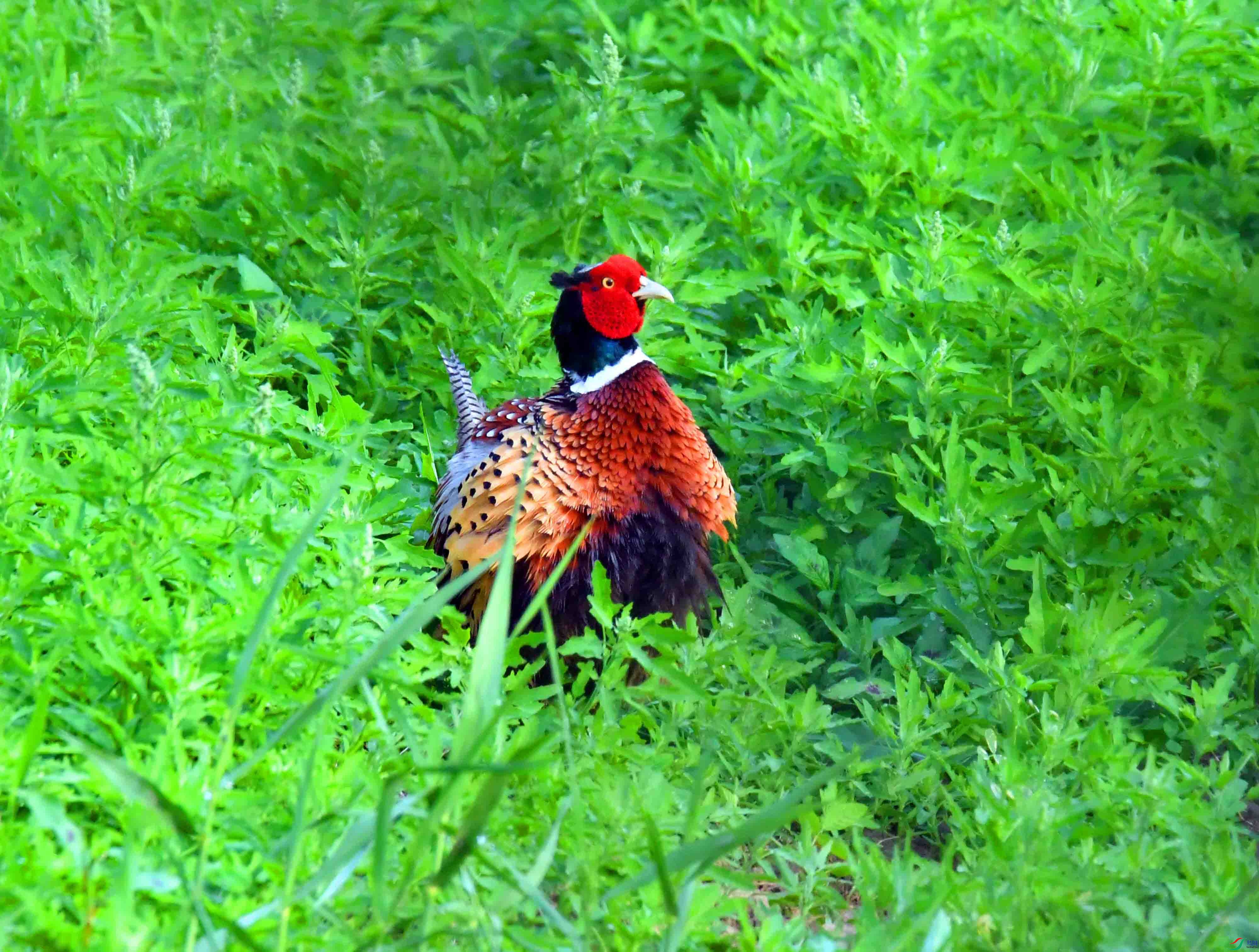 DSC_4022.JPG