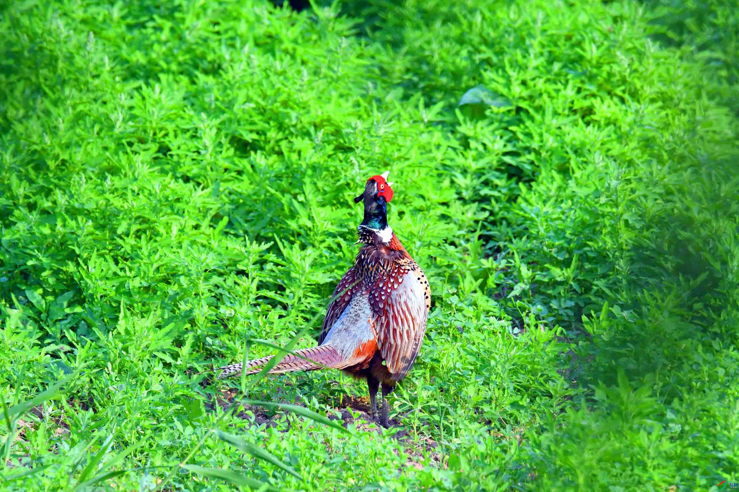 DSC_4081.JPG