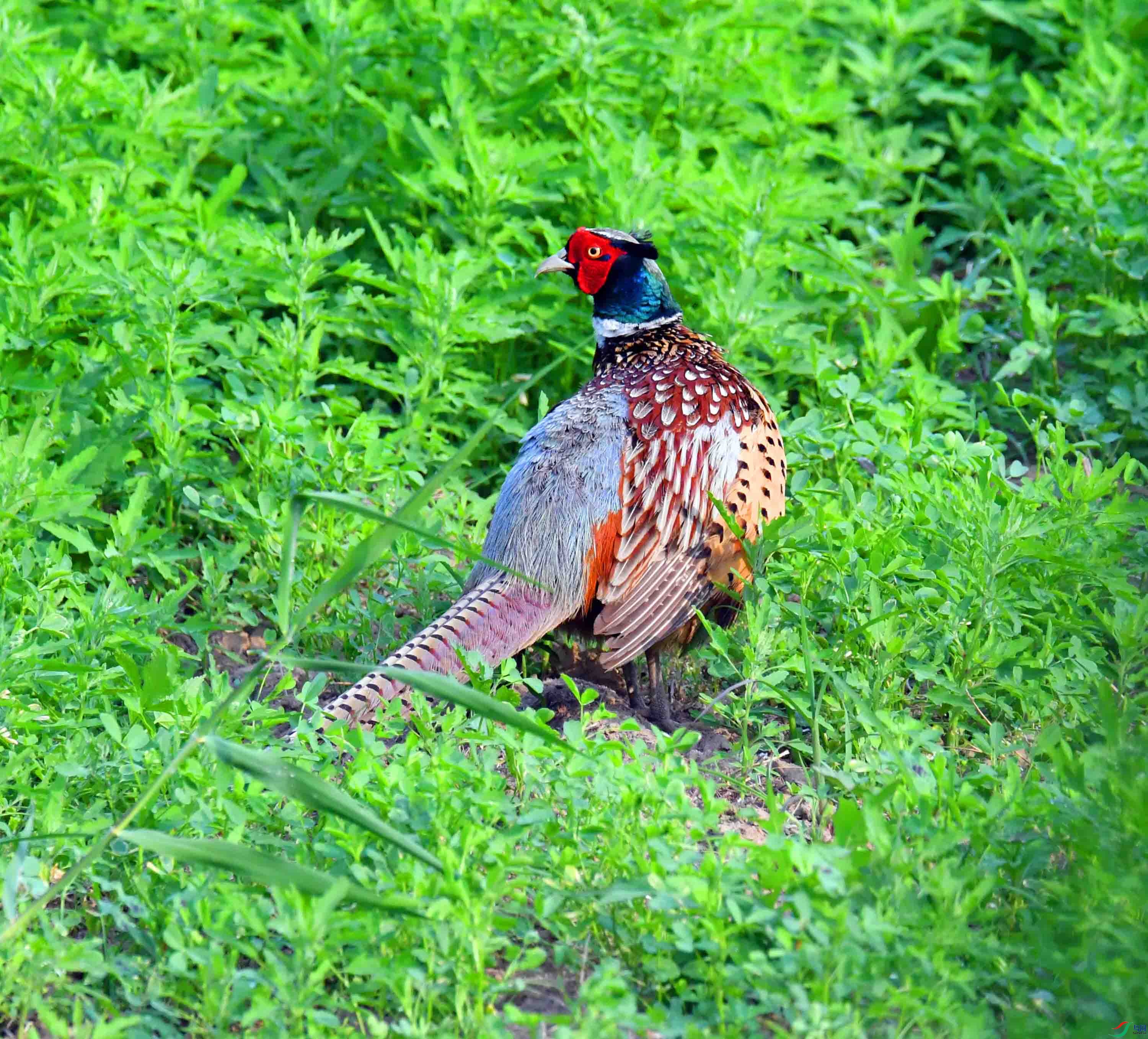 DSC_4077.JPG