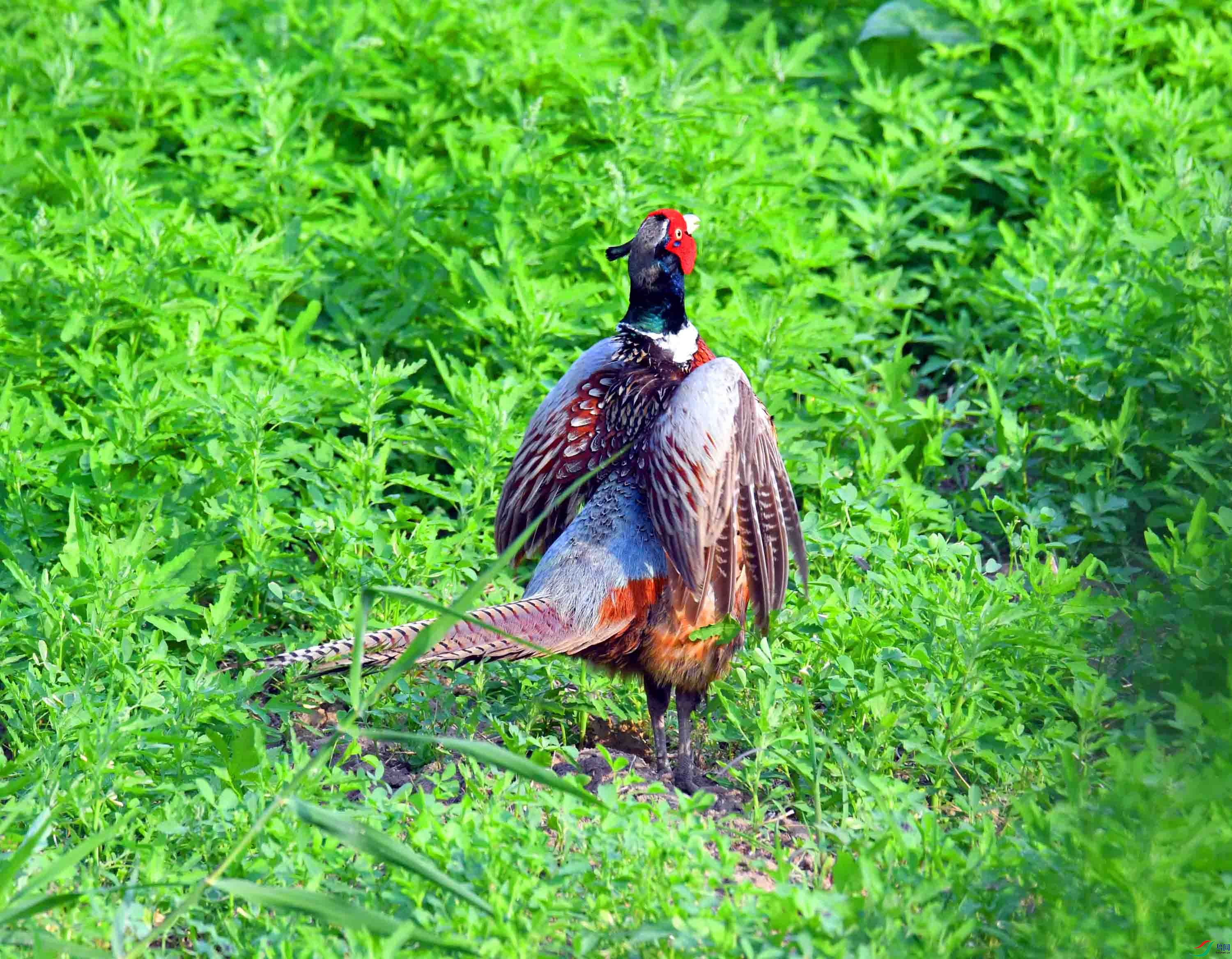 DSC_4083.JPG
