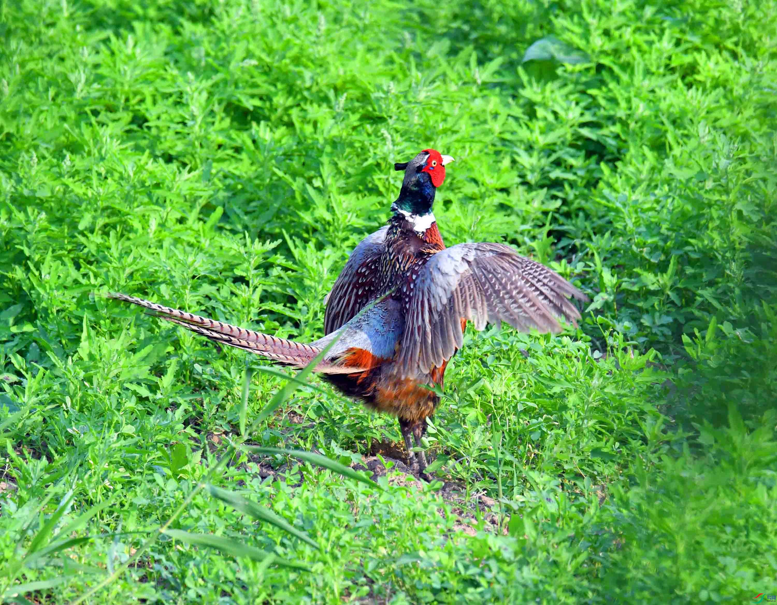 DSC_4084.JPG