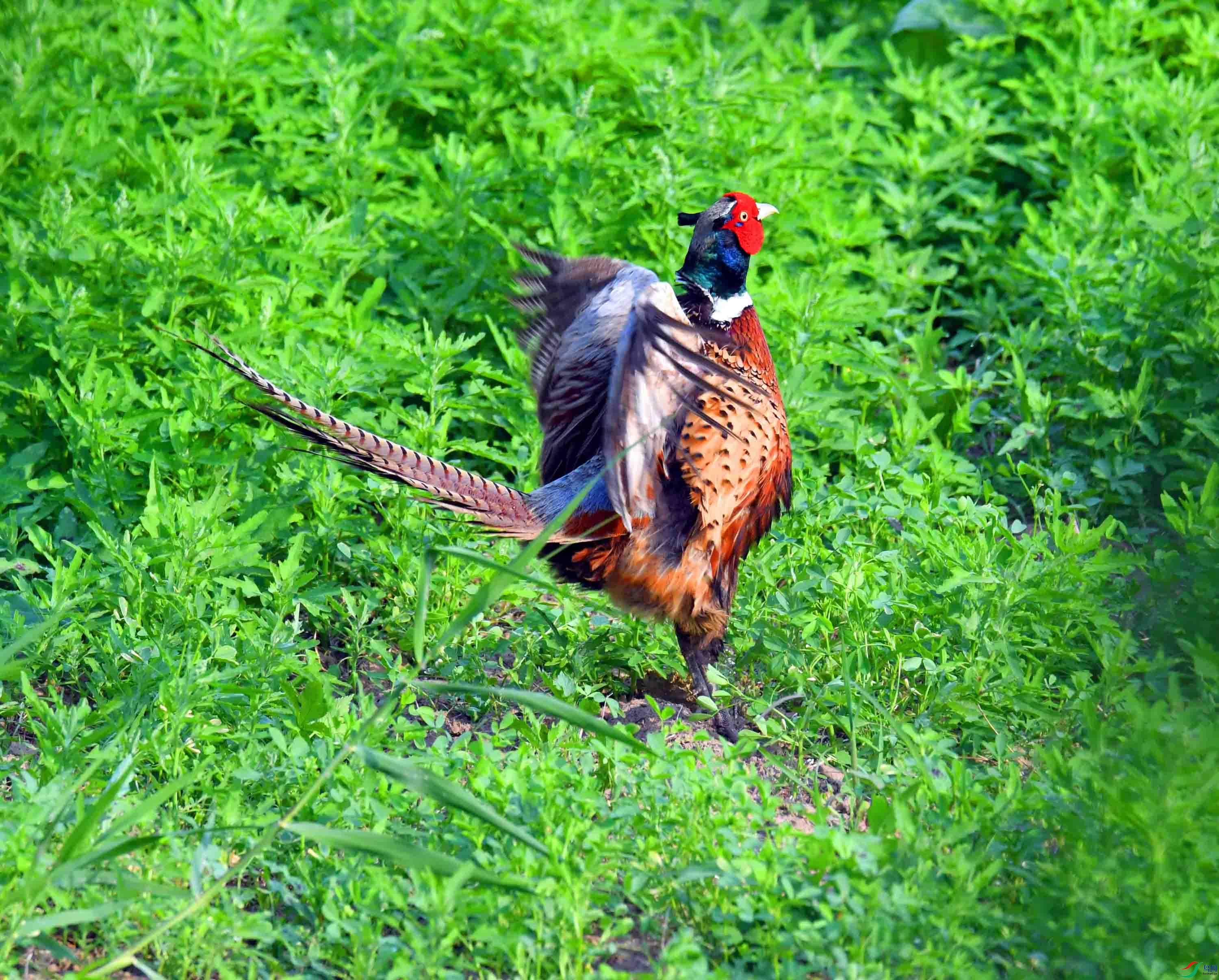 DSC_4085.JPG