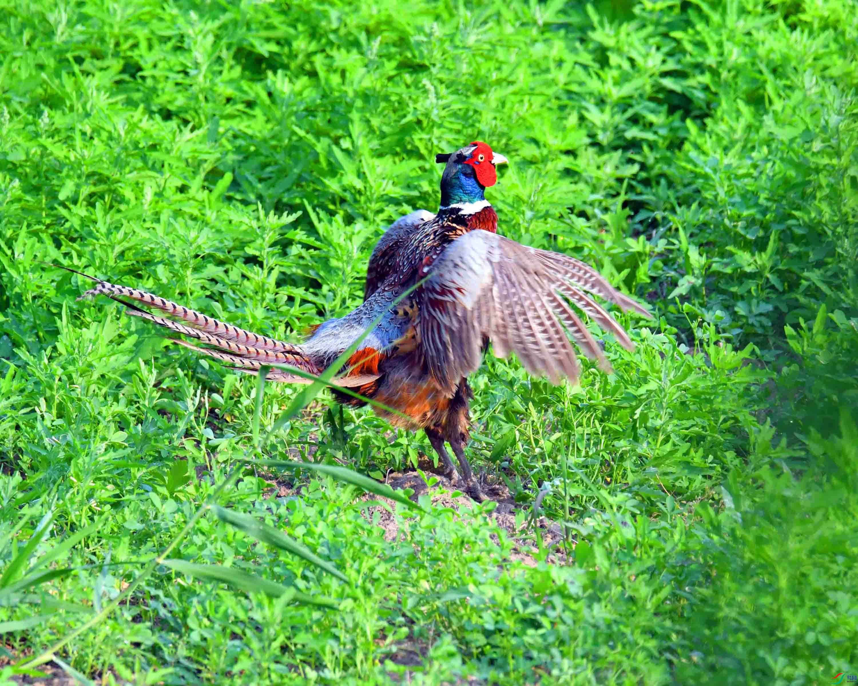 DSC_4086.JPG
