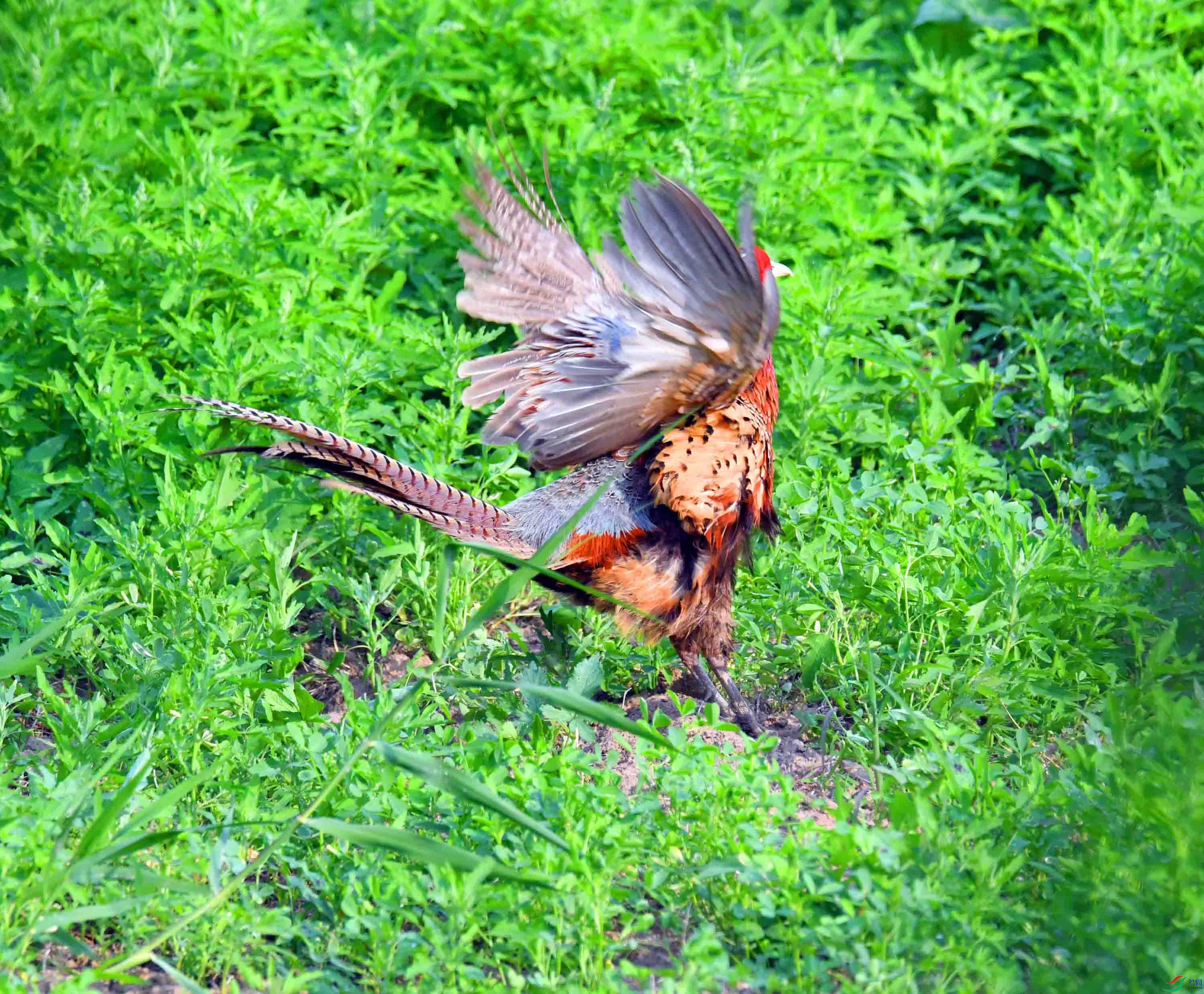 DSC_4087.JPG