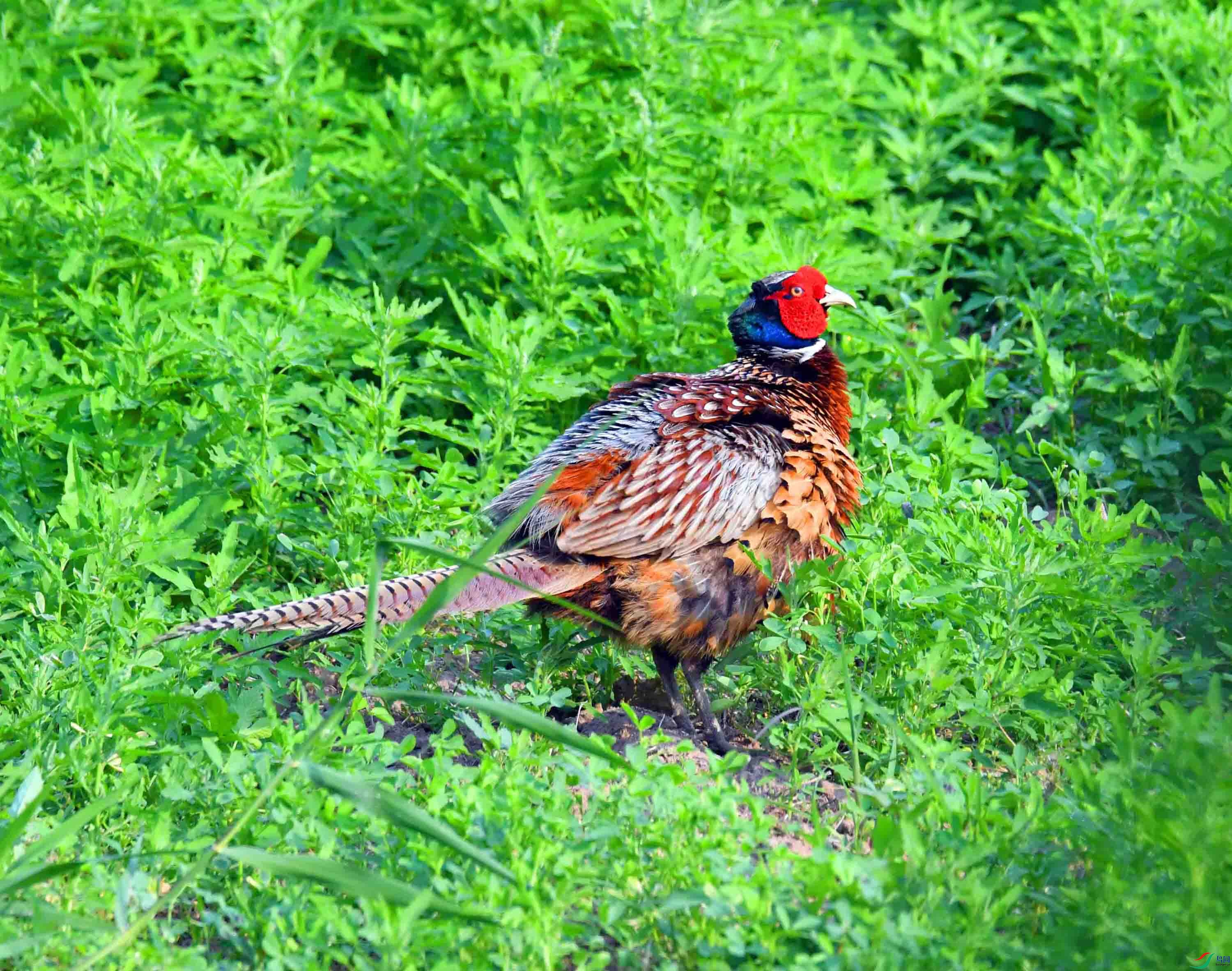 DSC_4095.JPG