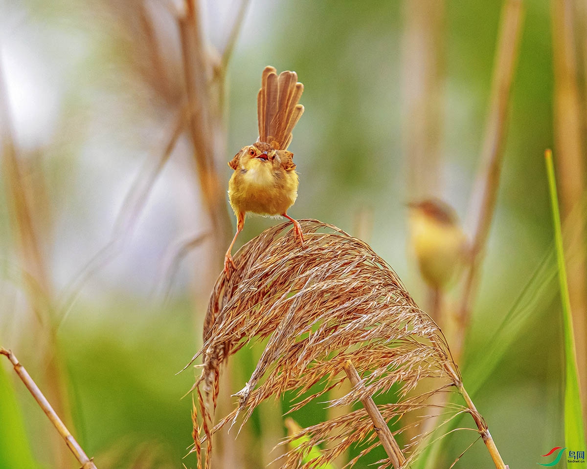 DSC_1422-����ǿ.jpg