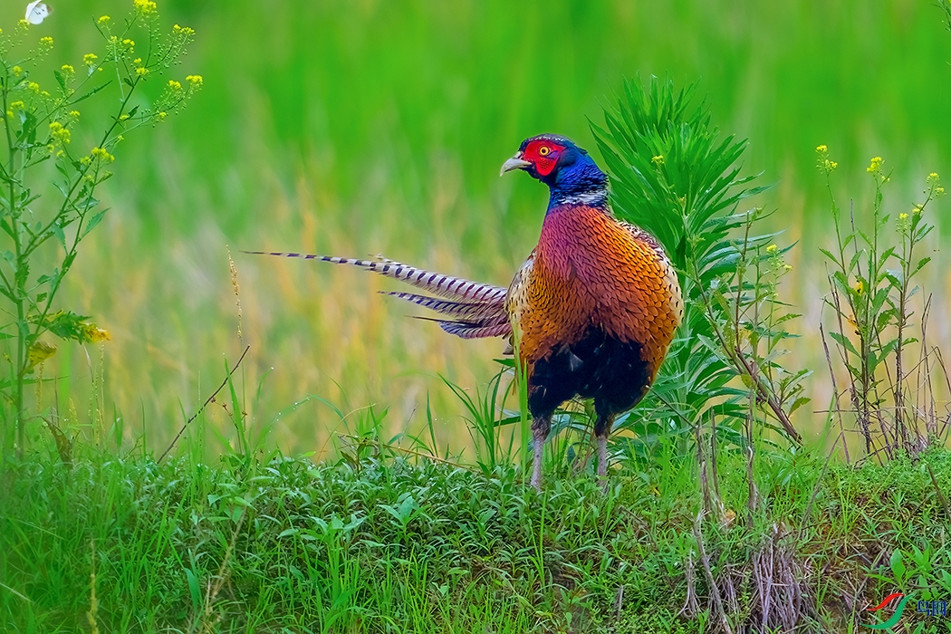 DSC_2888b.jpg