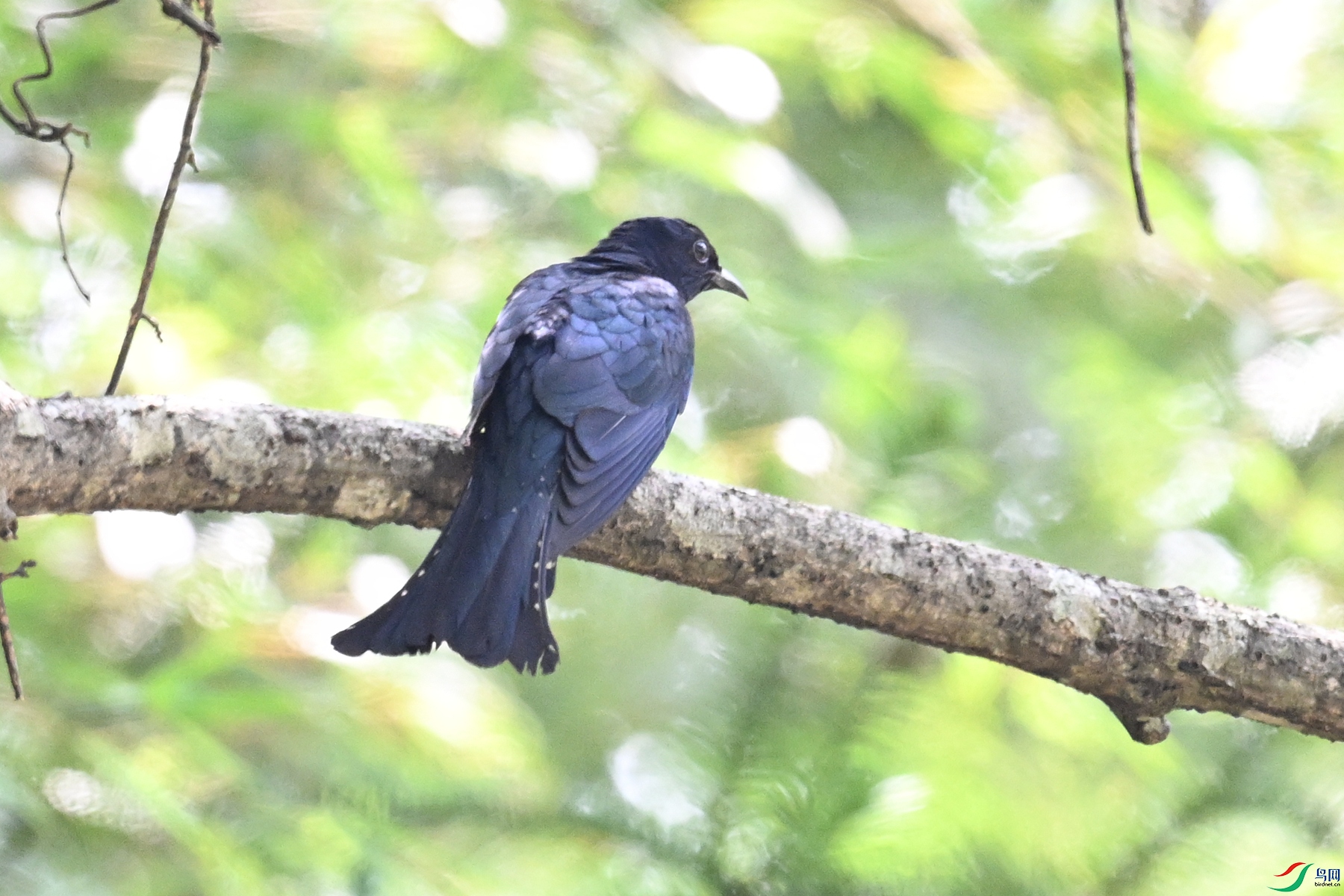 DSC_0803.JPG
