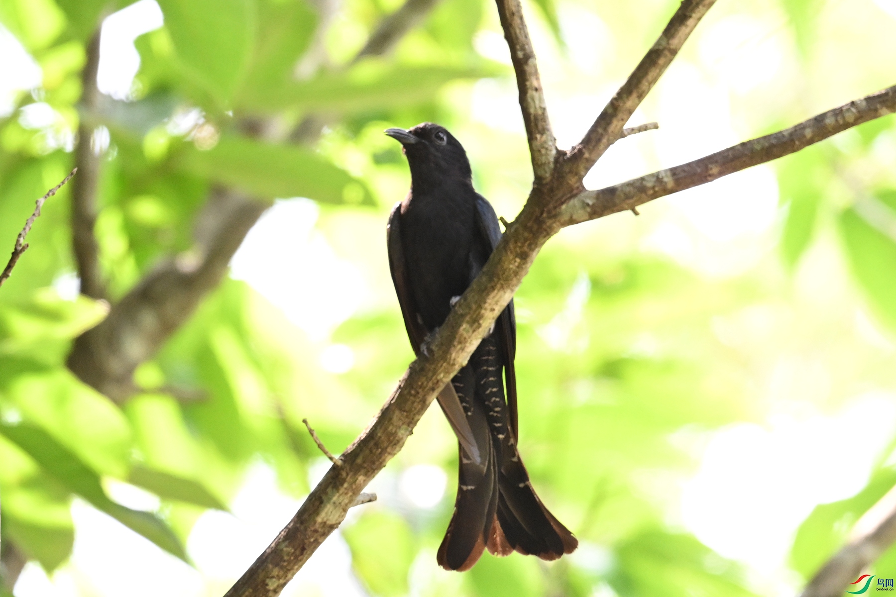 DSC_0811.JPG