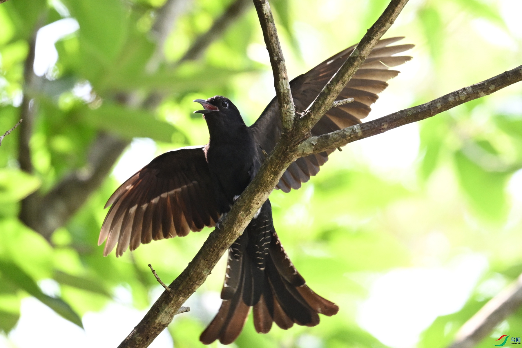 DSC_0817.JPG