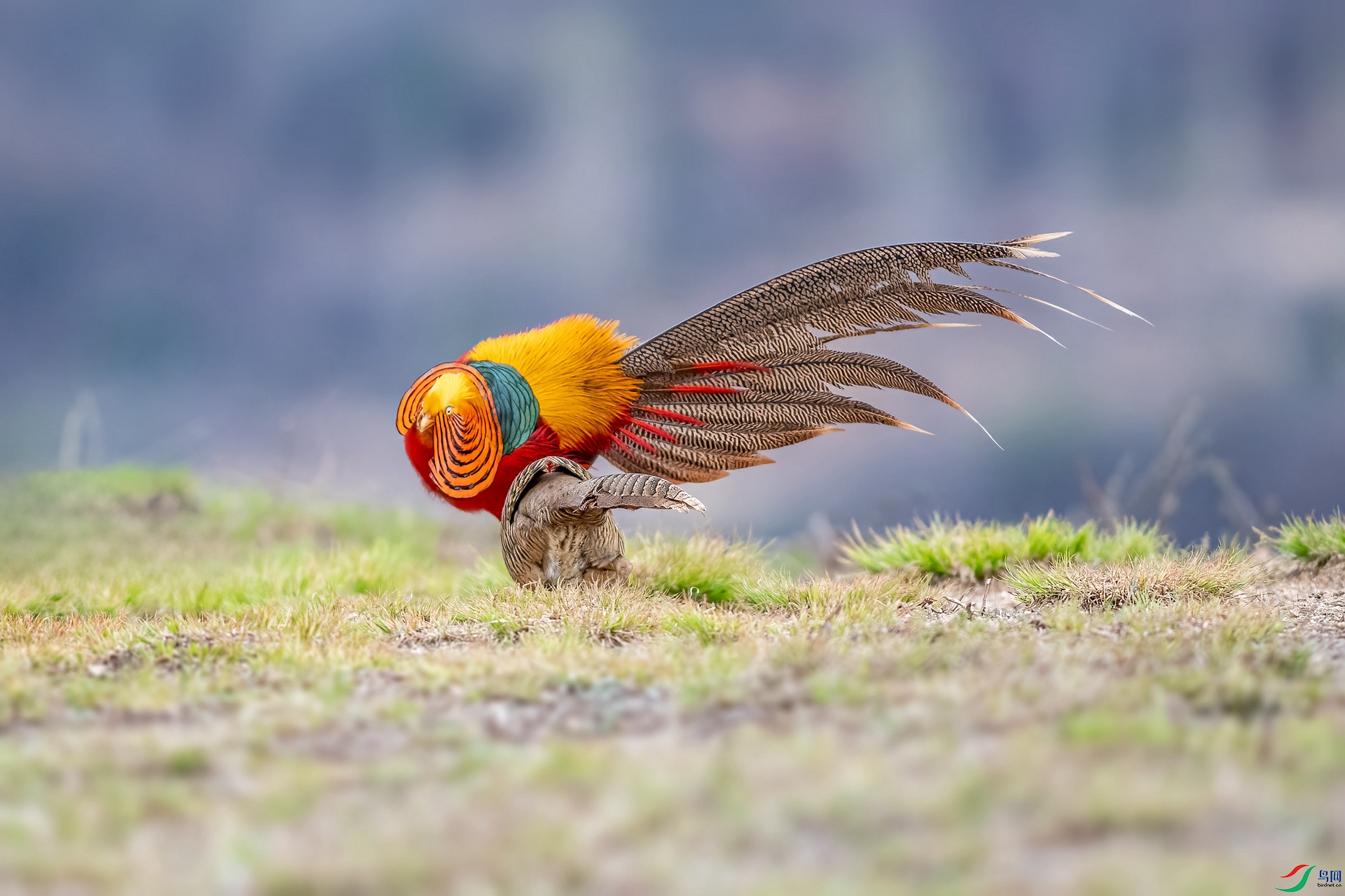 DSC_7326_����.jpg