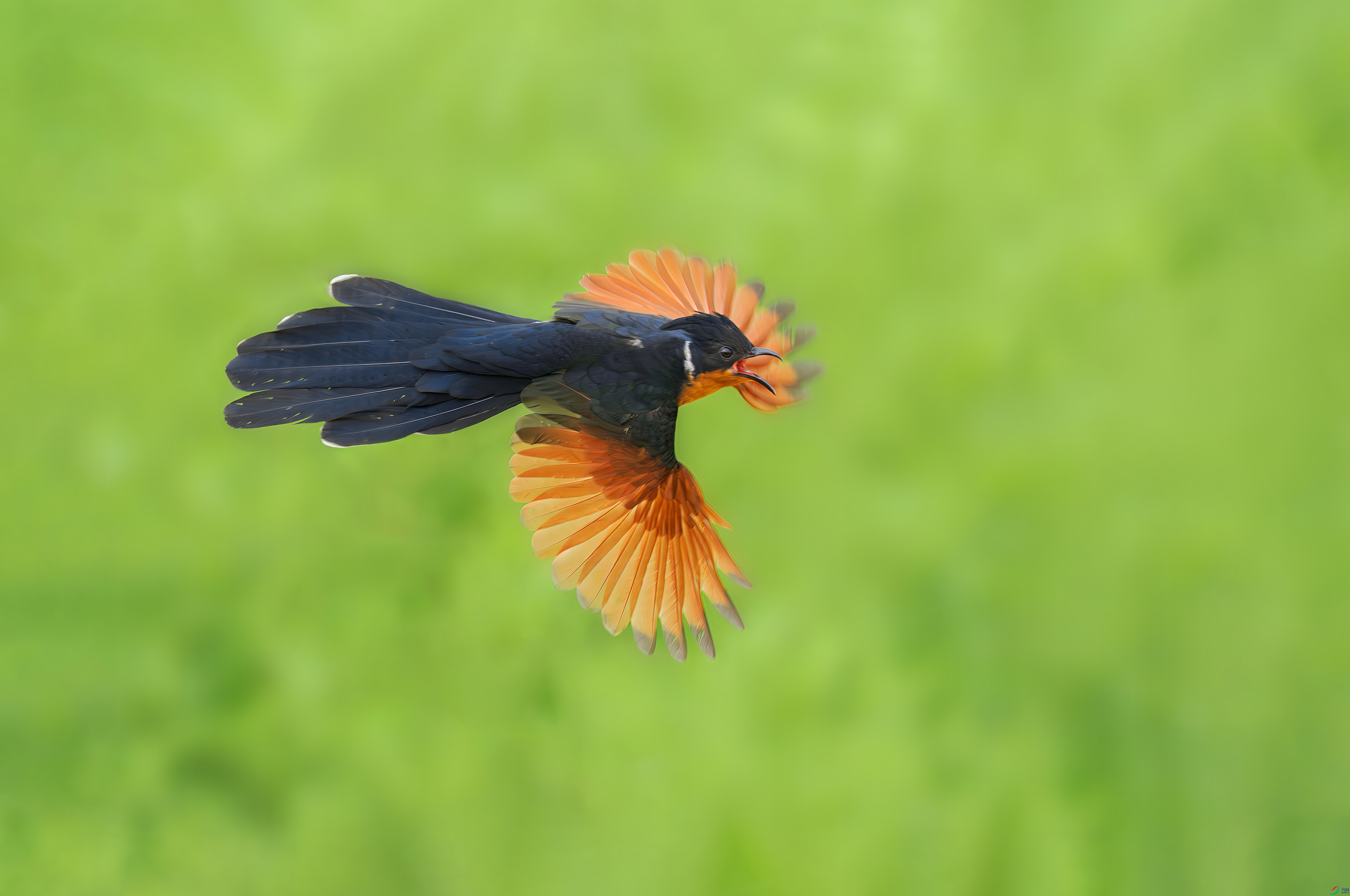 һĨ���޵ĺ�1.jpg