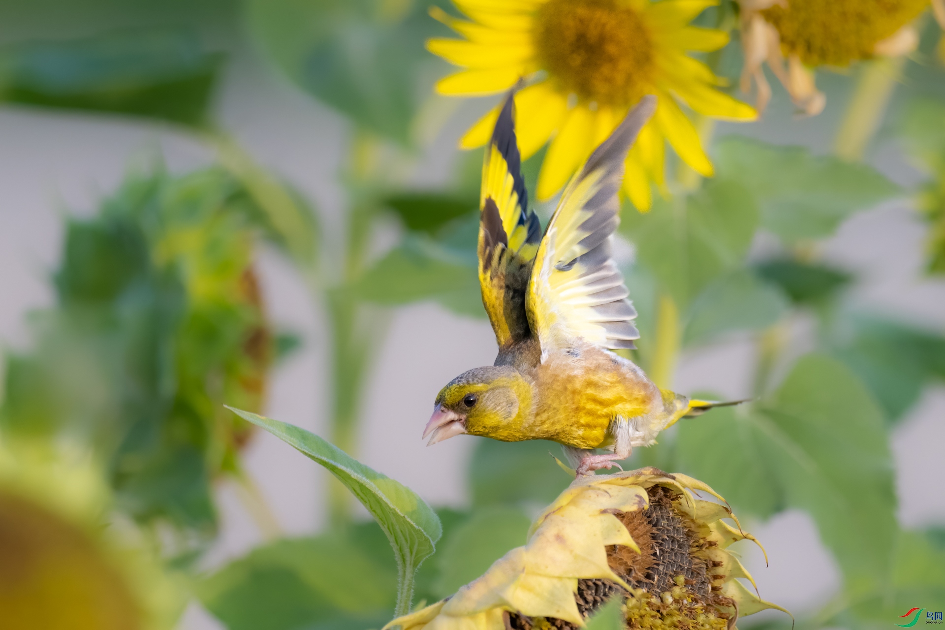 DSC_3014sen2023-7-10-49-�༭.jpg