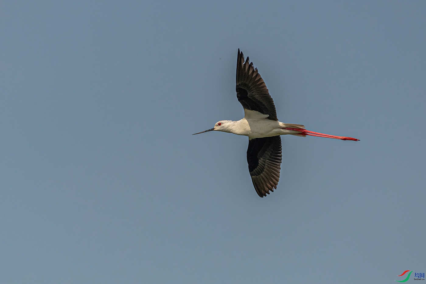 DSC_6403AB.jpg