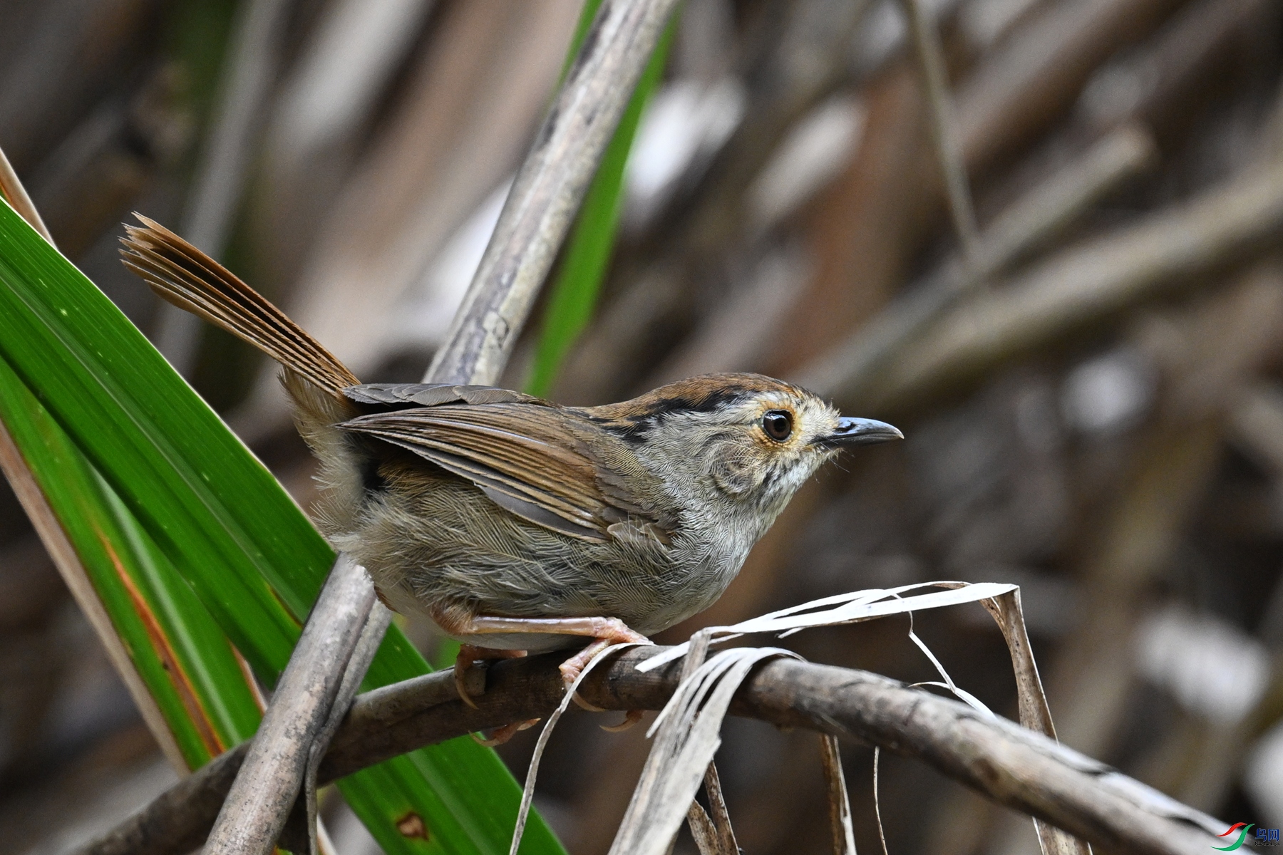 DSC_0352.JPG