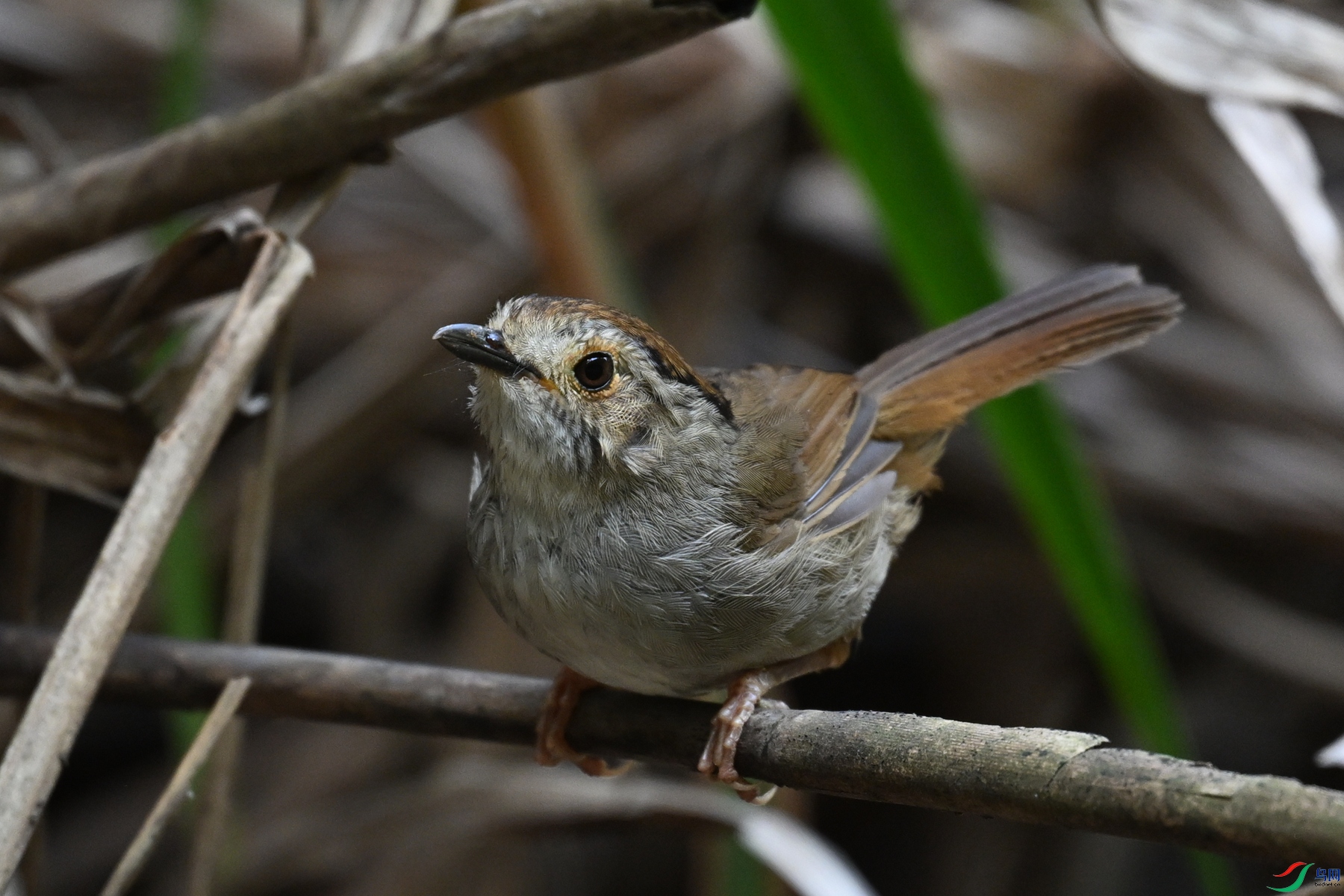 DSC_0388.JPG