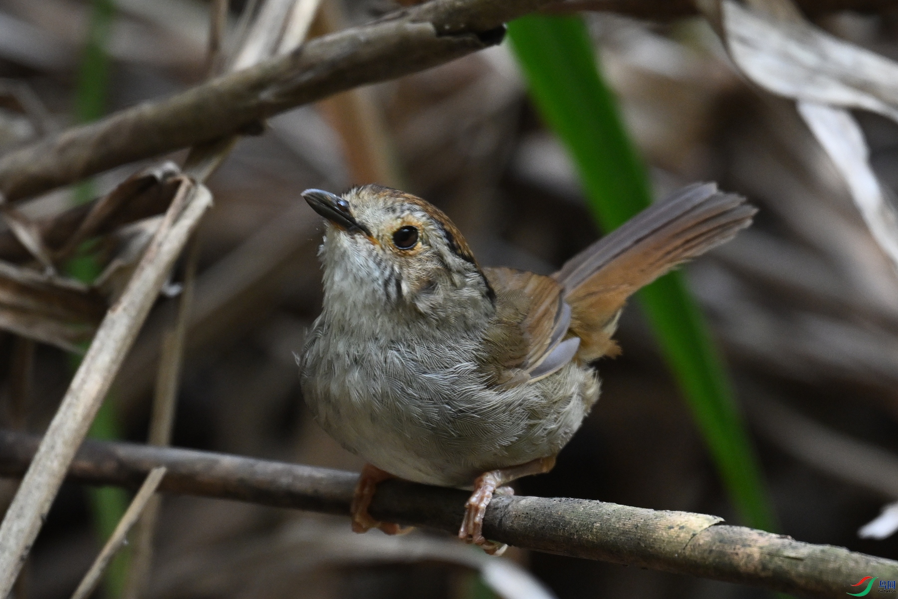 DSC_0404.JPG
