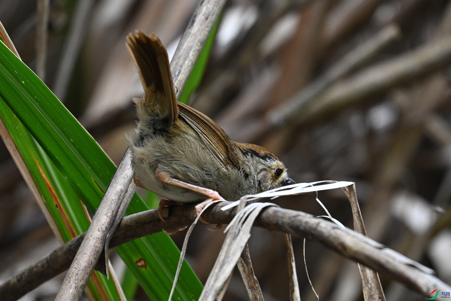 DSC_0356.JPG
