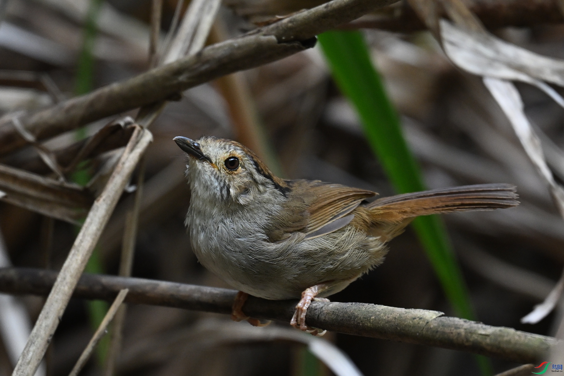 DSC_0393.JPG