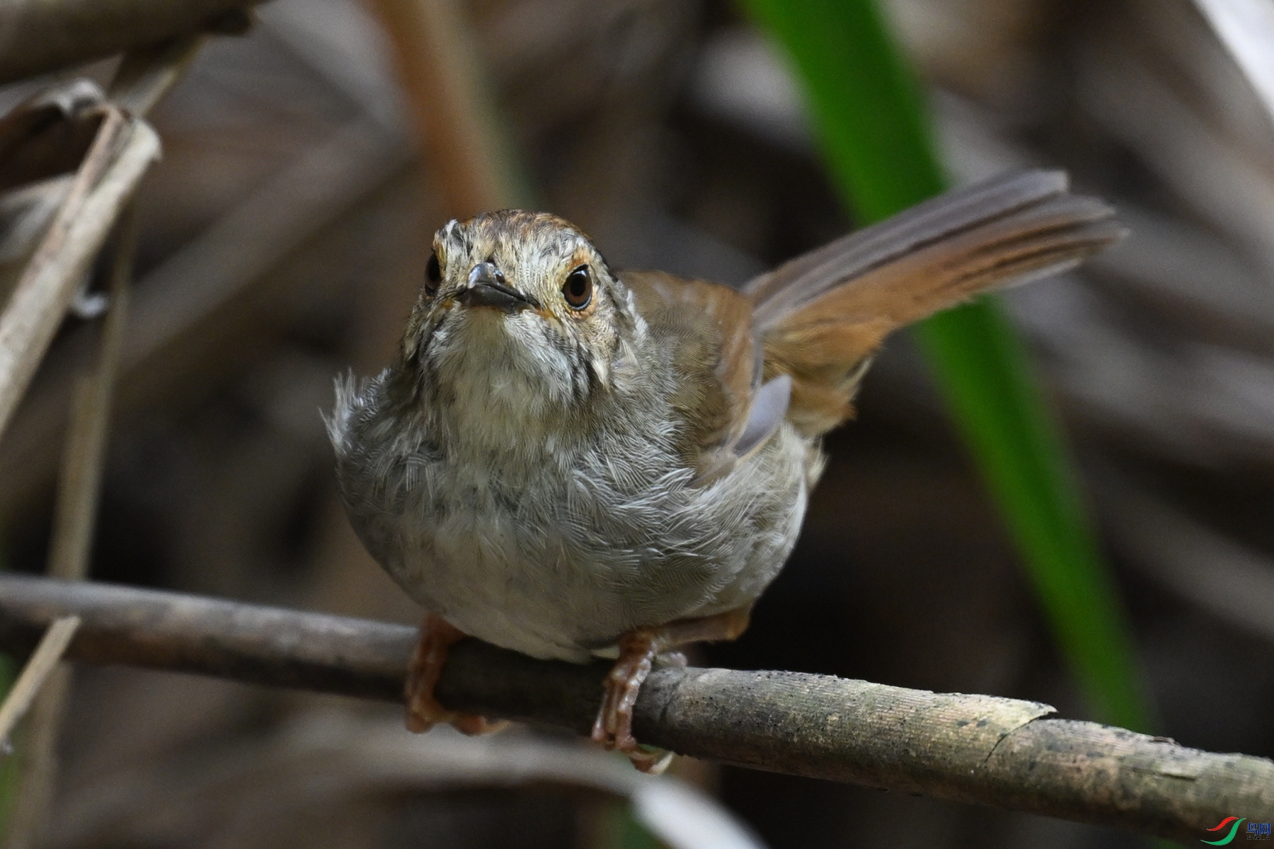 DSC_0397.JPG
