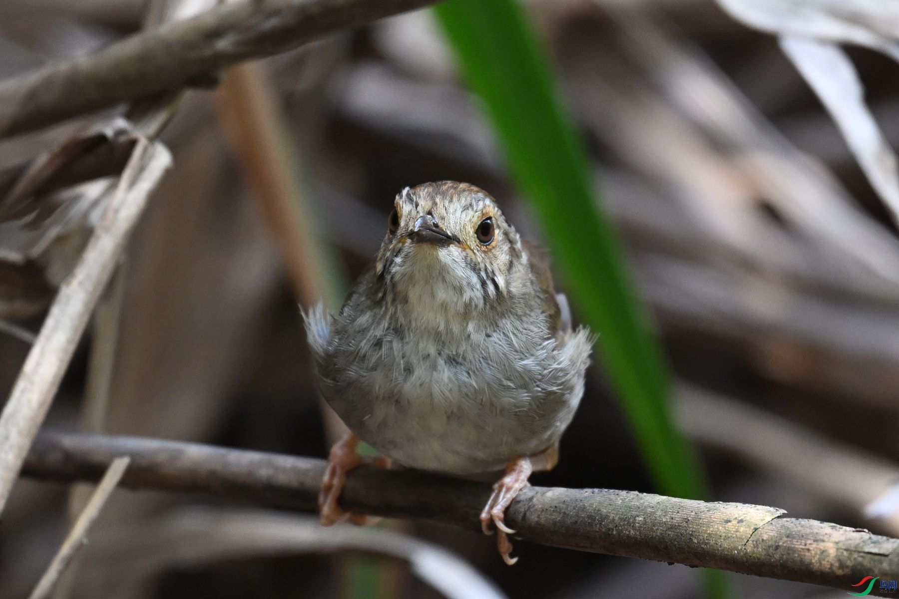DSC_0414.JPG