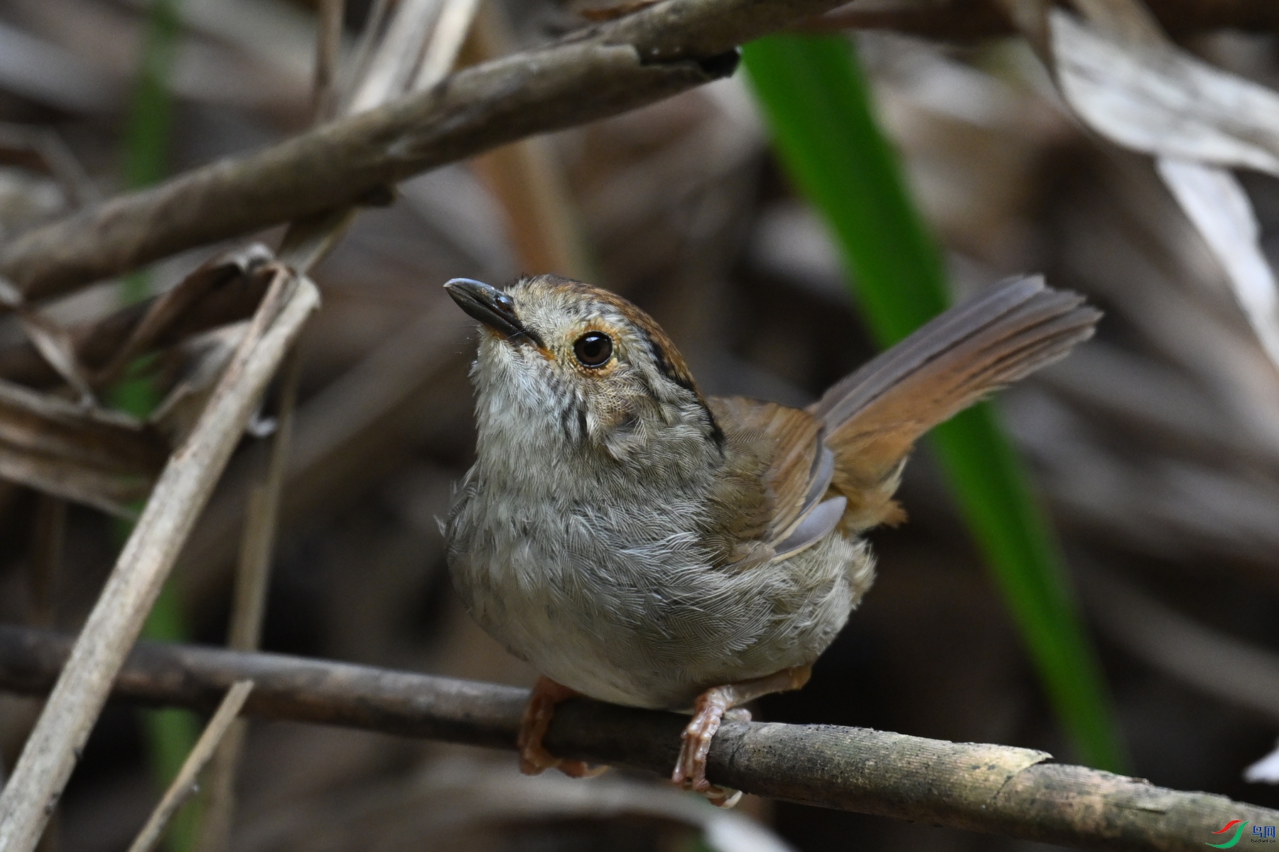 DSC_0401.JPG
