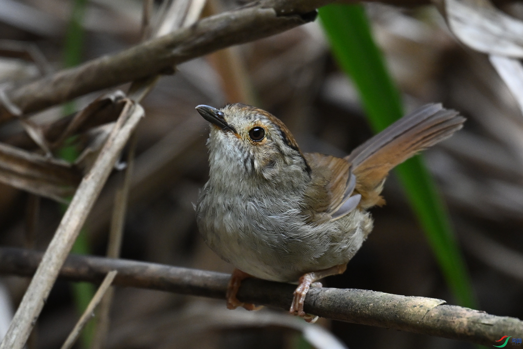 DSC_0403.JPG
