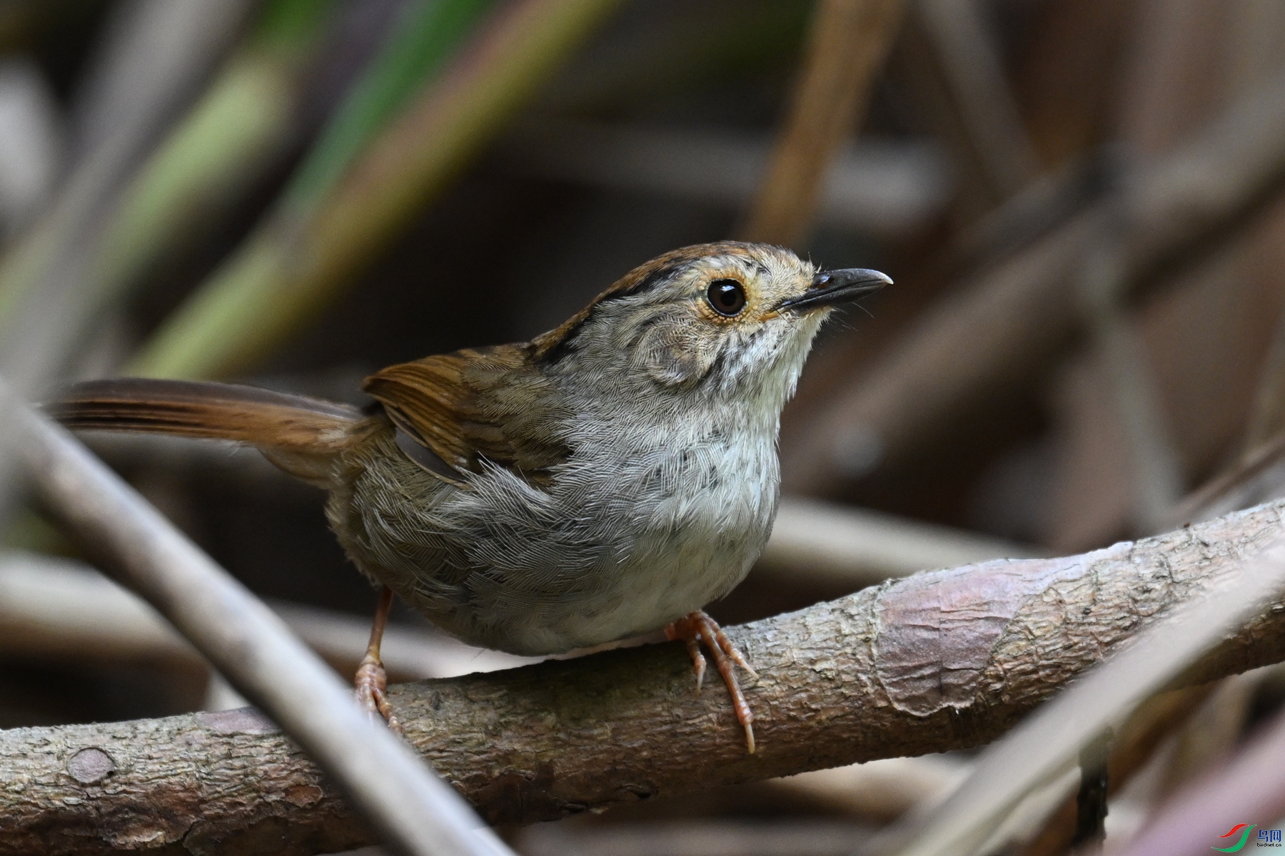 DSC_0379.JPG