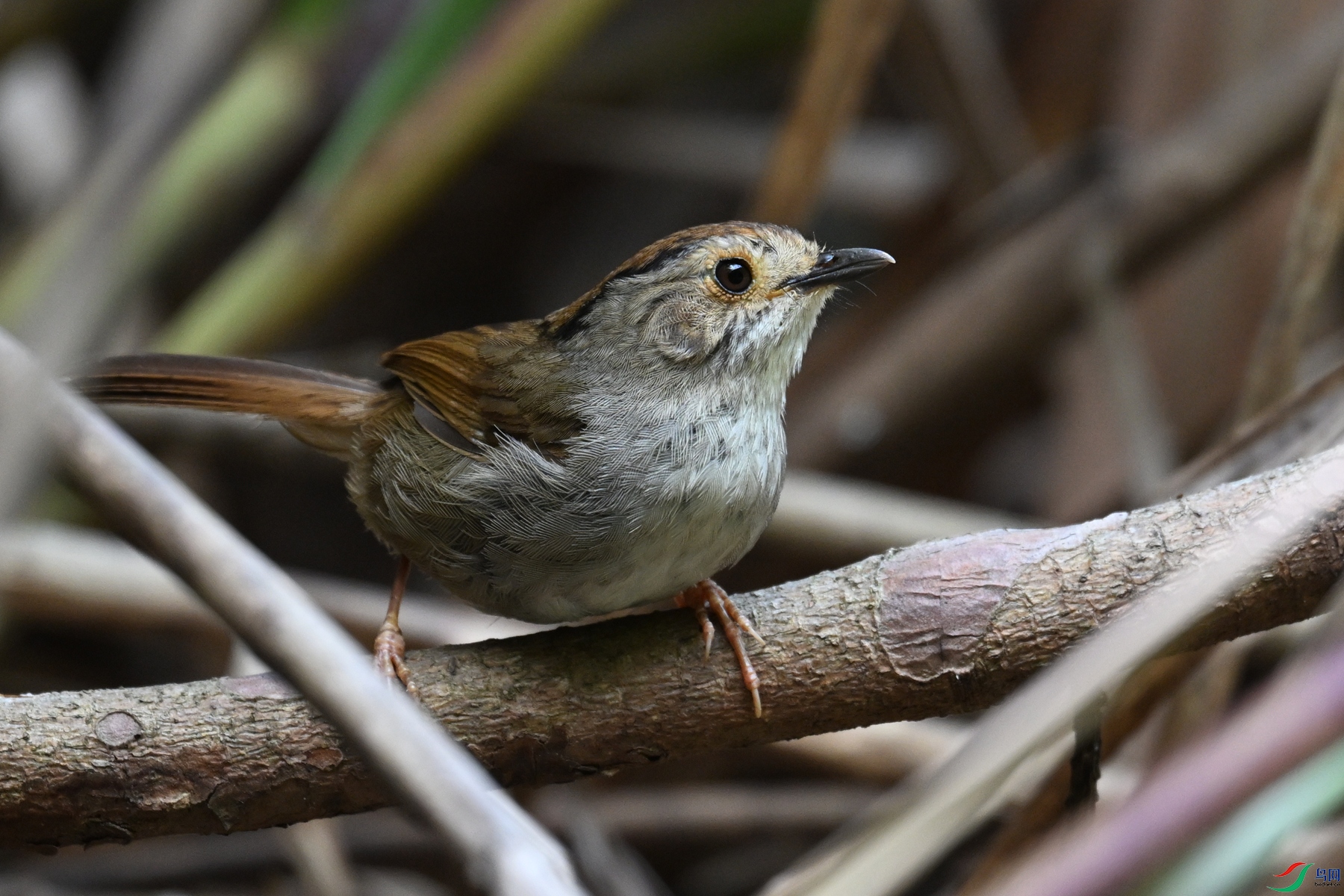 DSC_0380.JPG