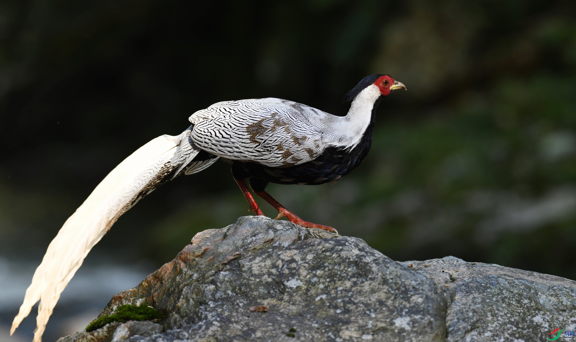 DSC_9467.jpg