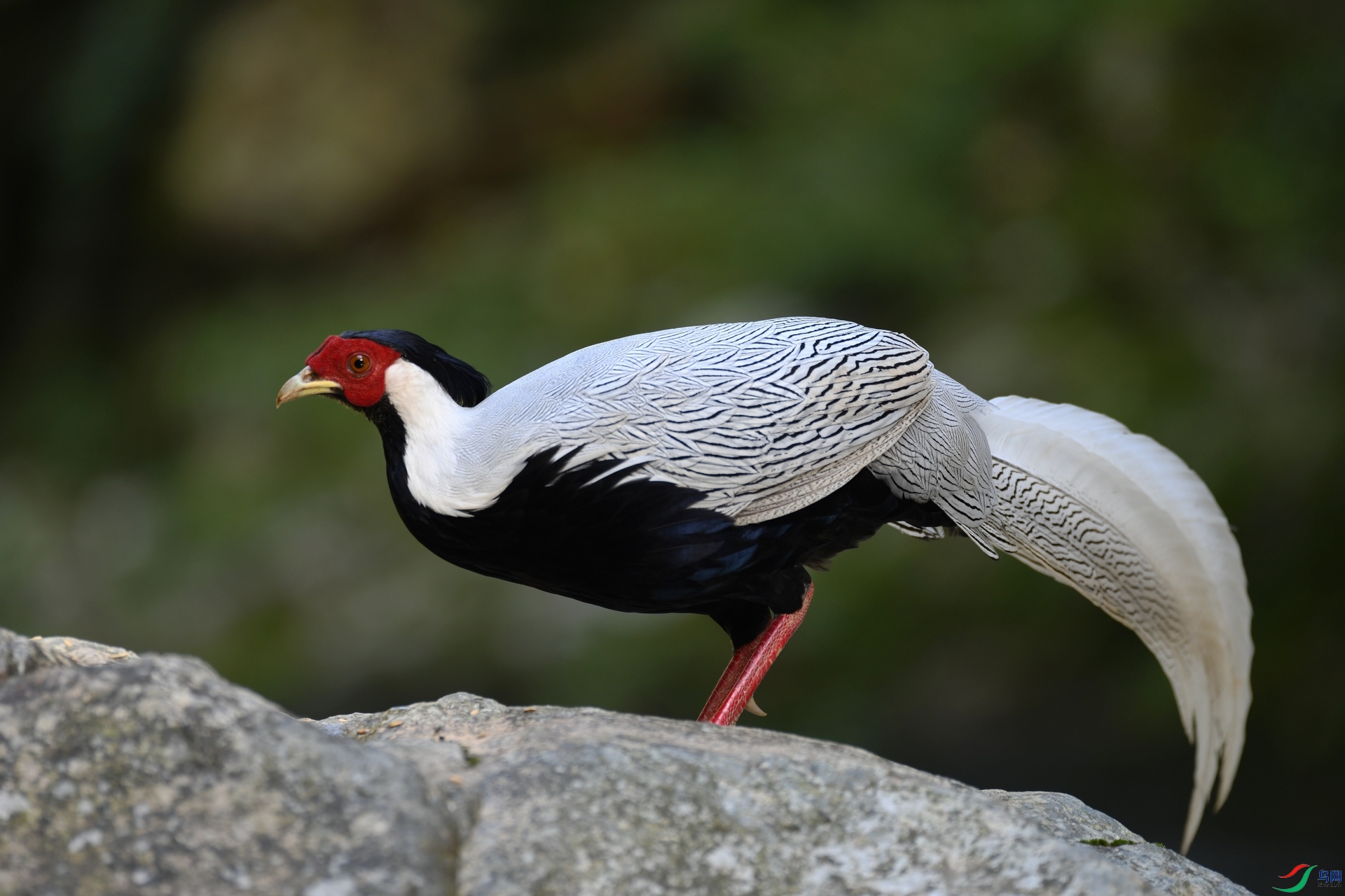 DSC_9551.jpg