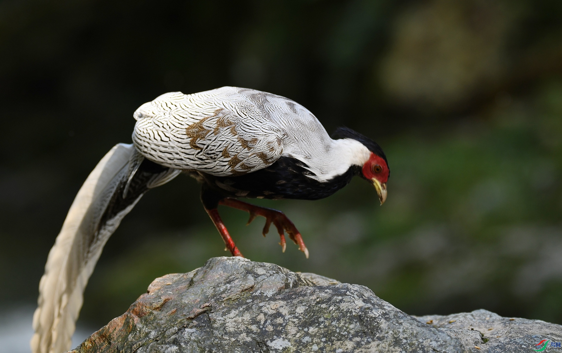 DSC_9466.jpg