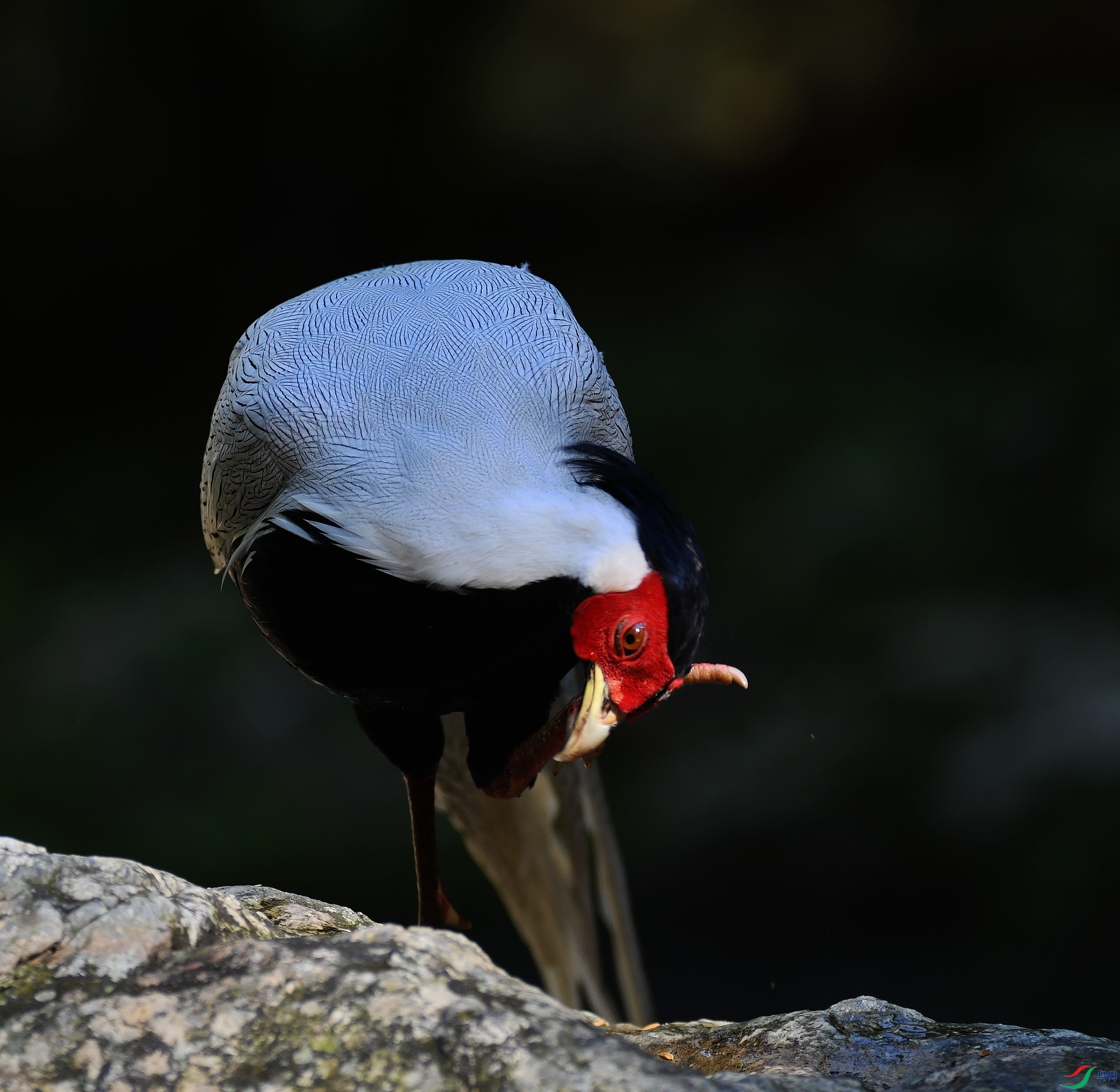 DSC_8699.jpg