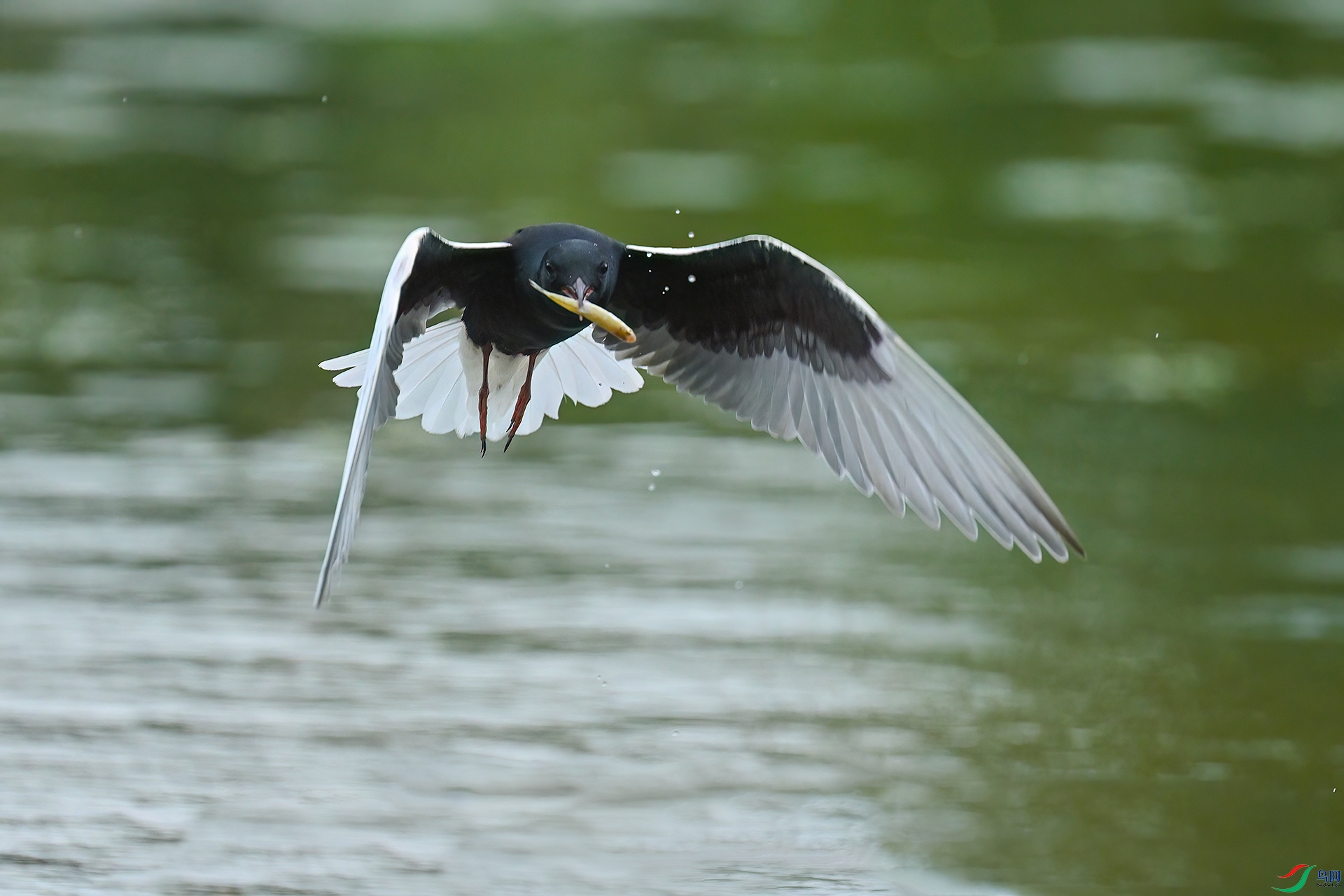DSC_0200.jpg
