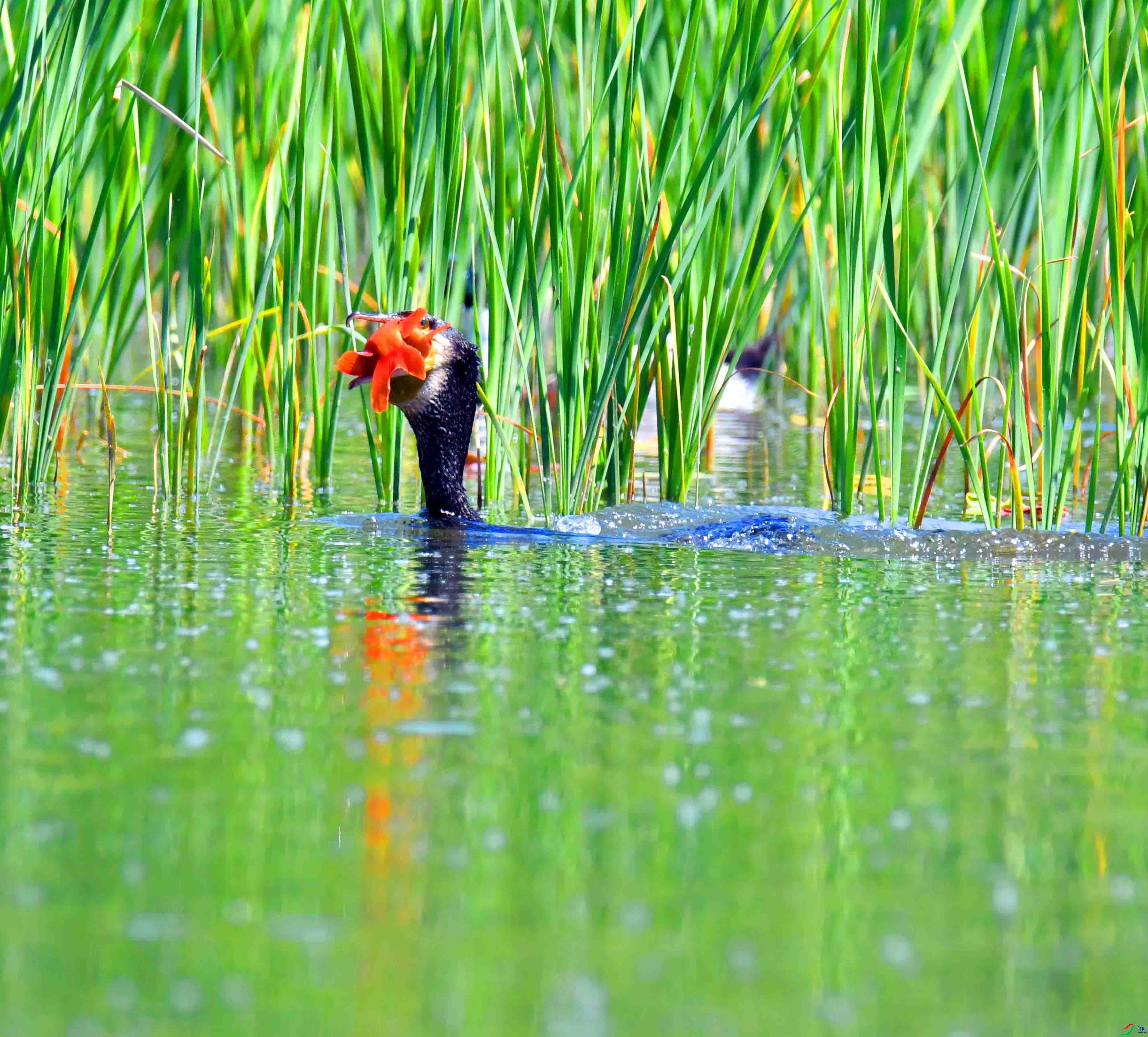 DSC_0604.JPG